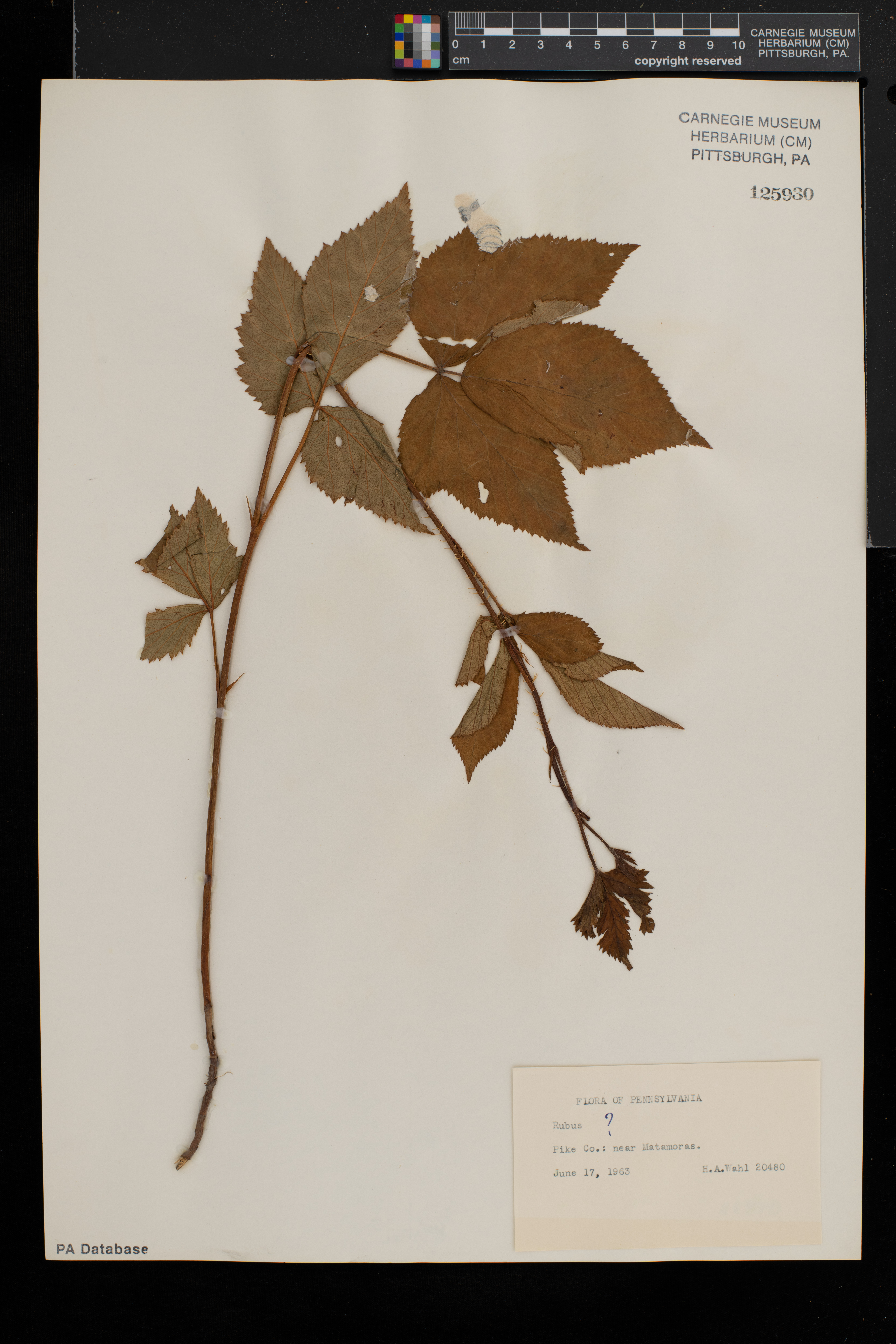 Rubus dissimilis image