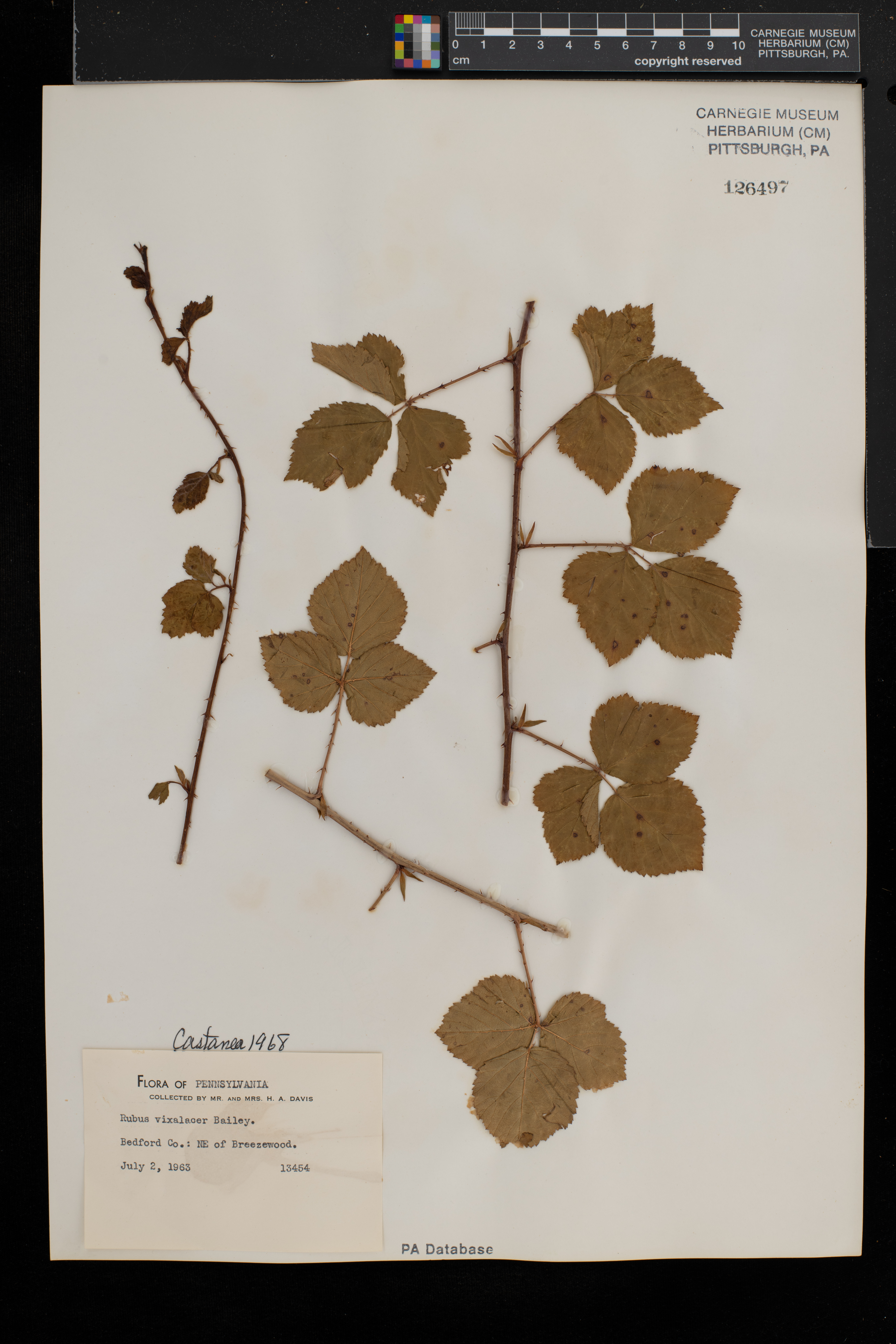 Rubus fecundus image