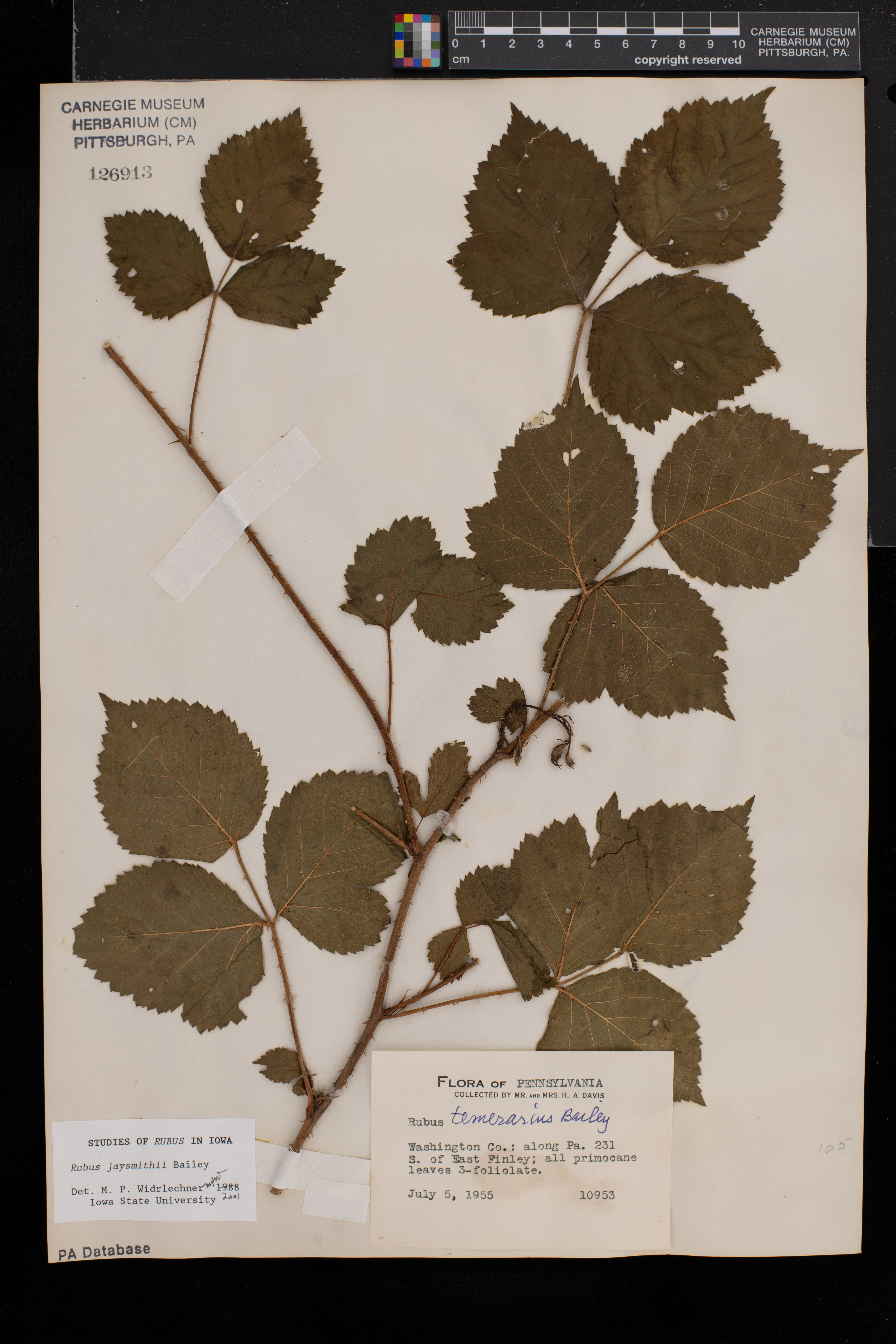 Rubus jaysmithii image