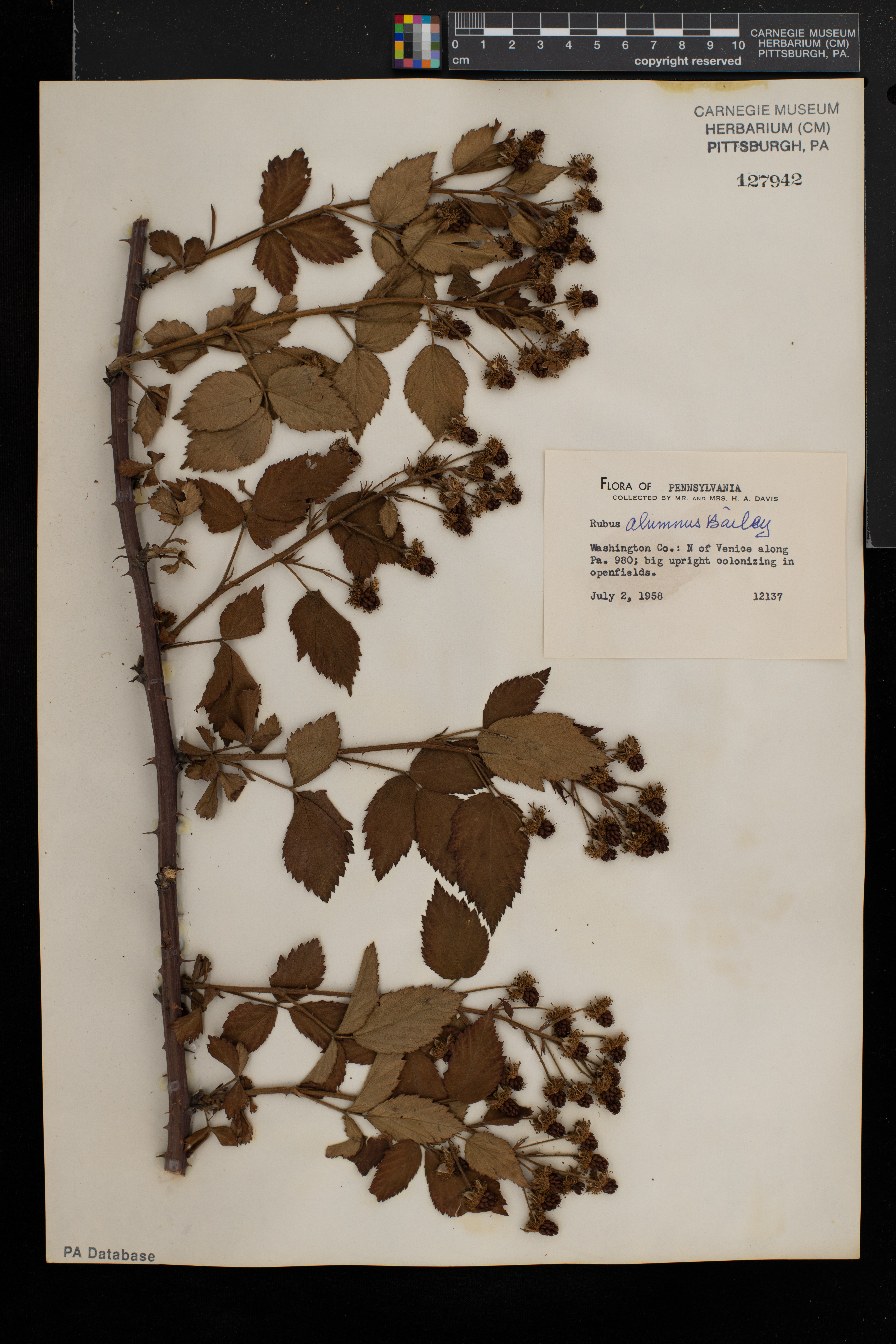 Rubus alumnus image