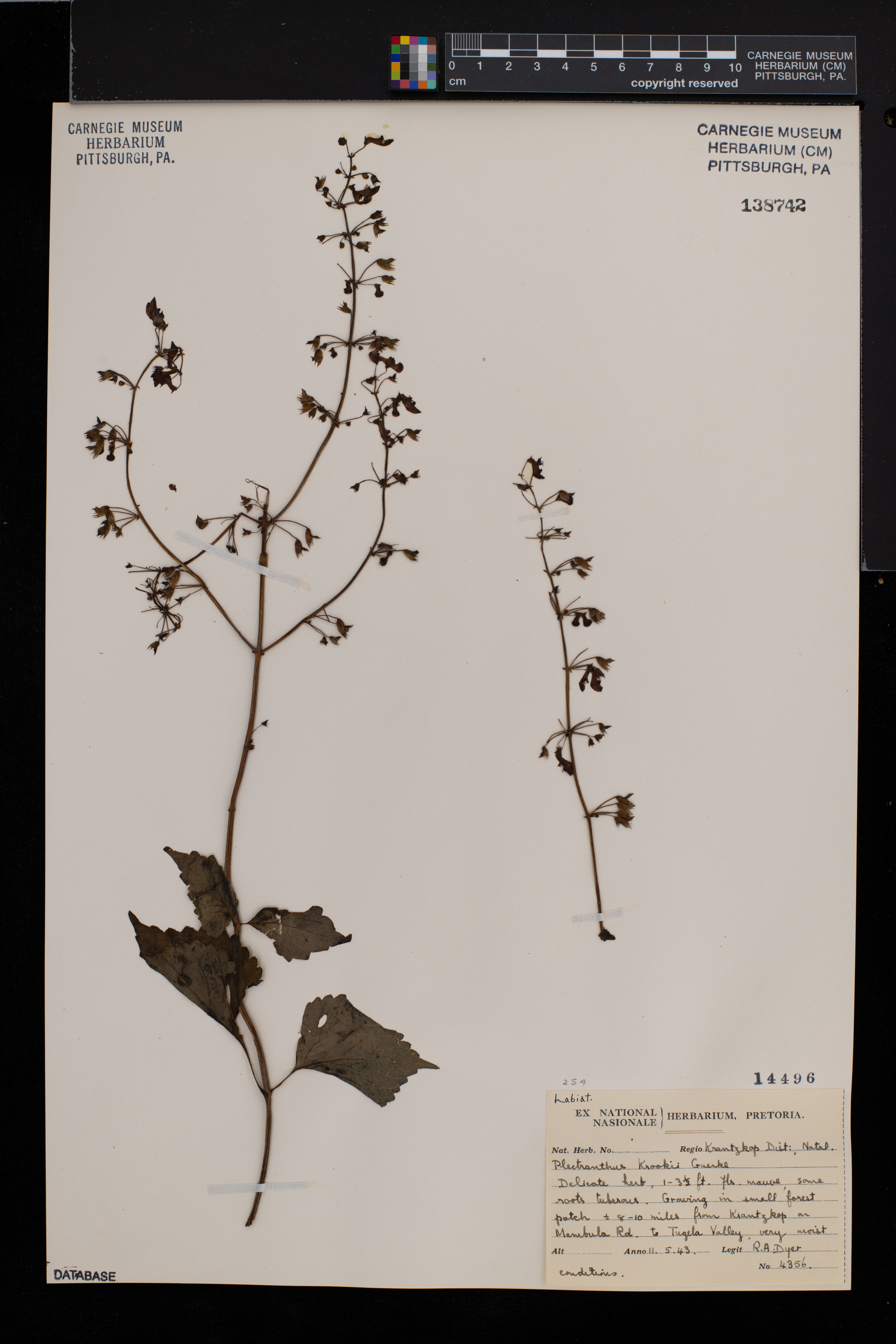Plectranthus grallatus image