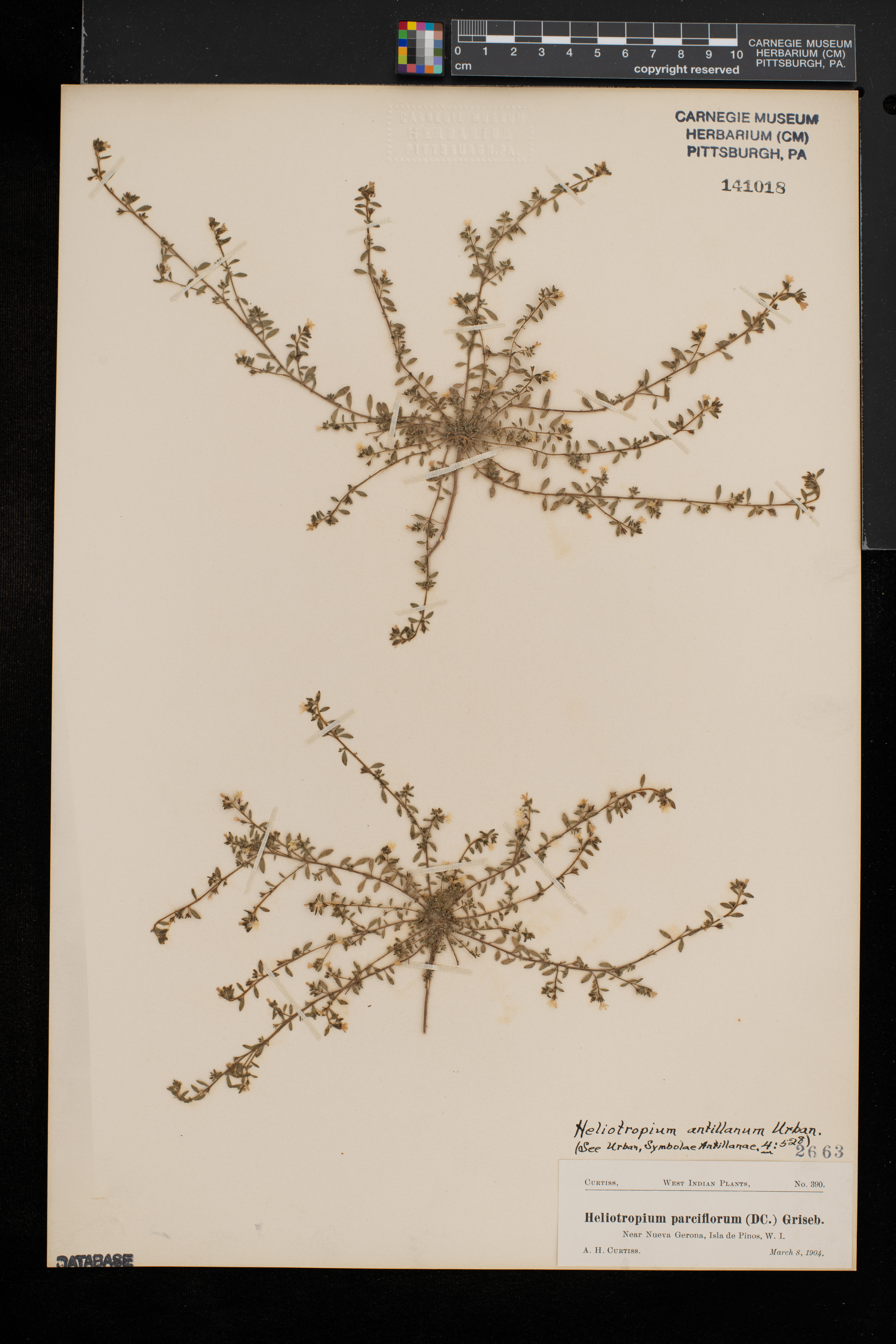 Heliotropium parciflorum image