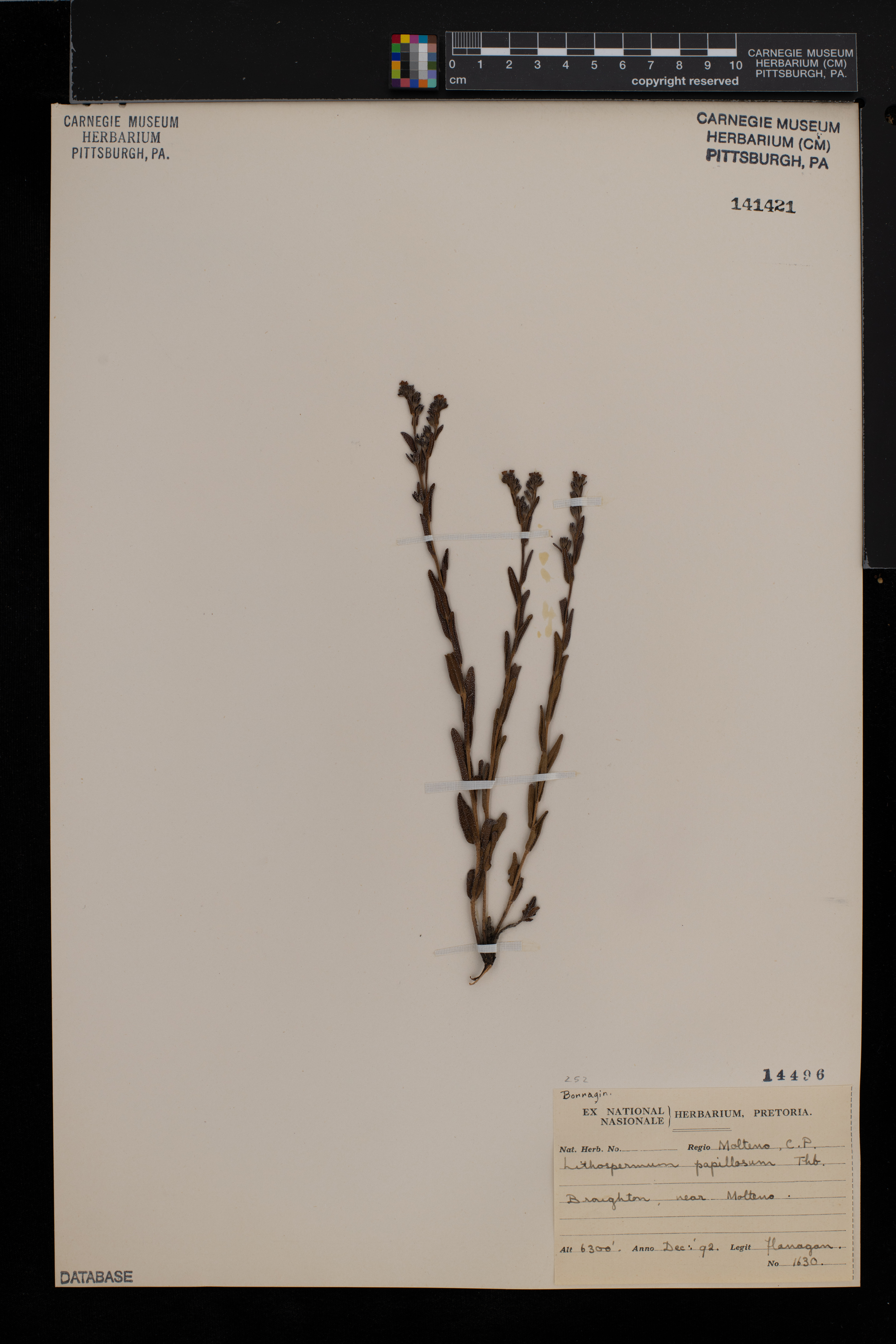 Lithospermum papillosum image