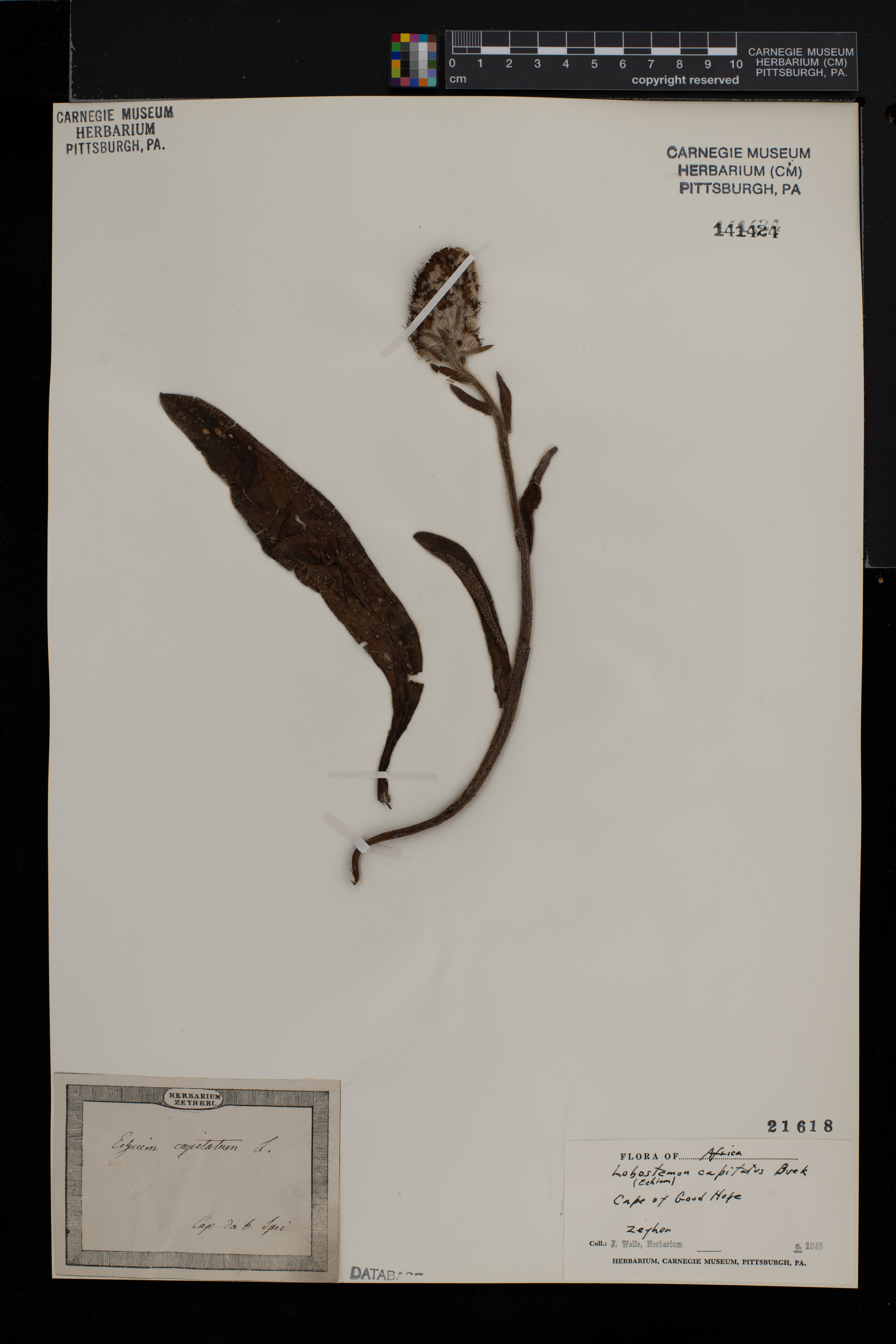 Lobostemon capitatus image