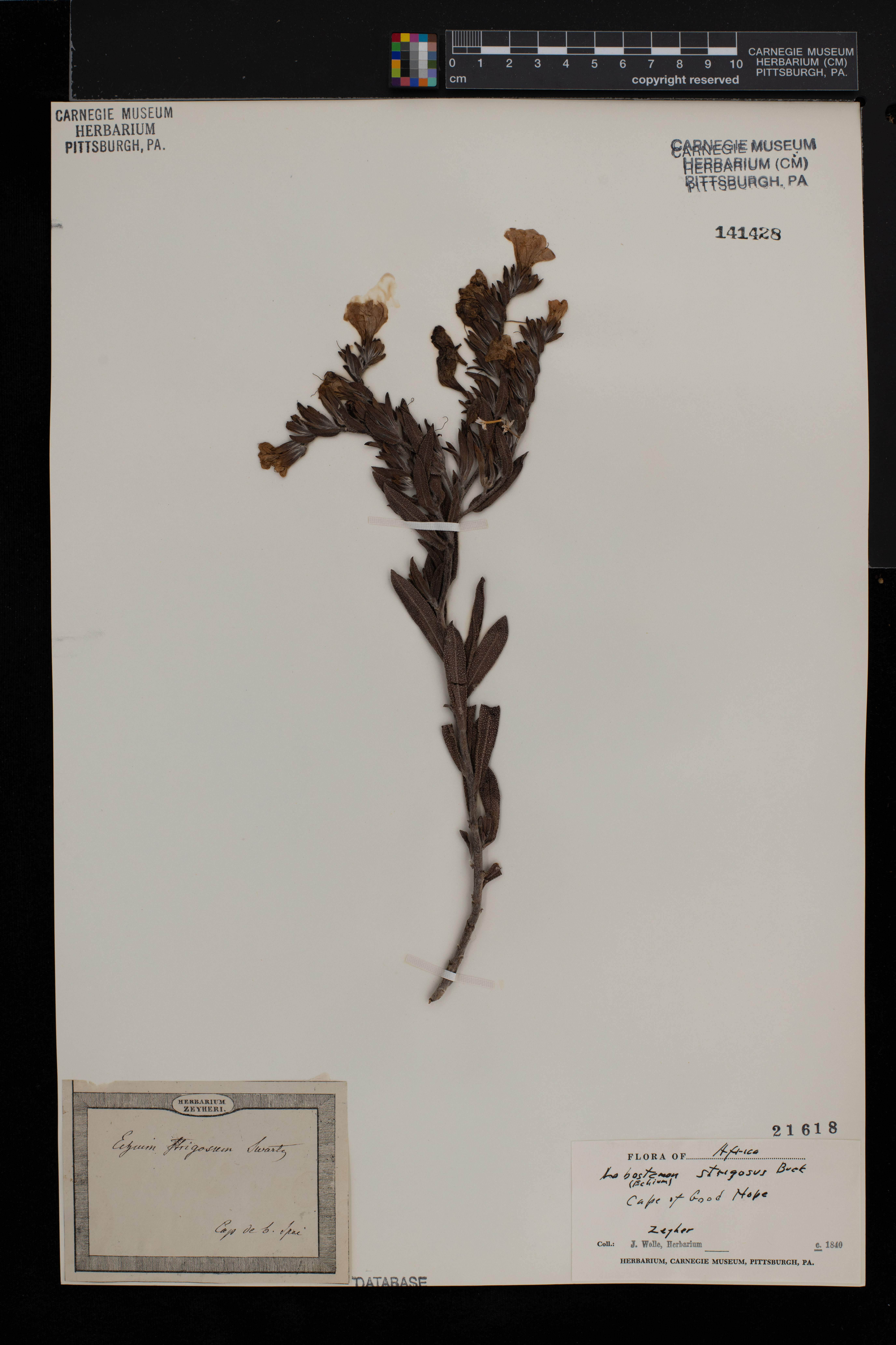 Lobostemon strigosus image