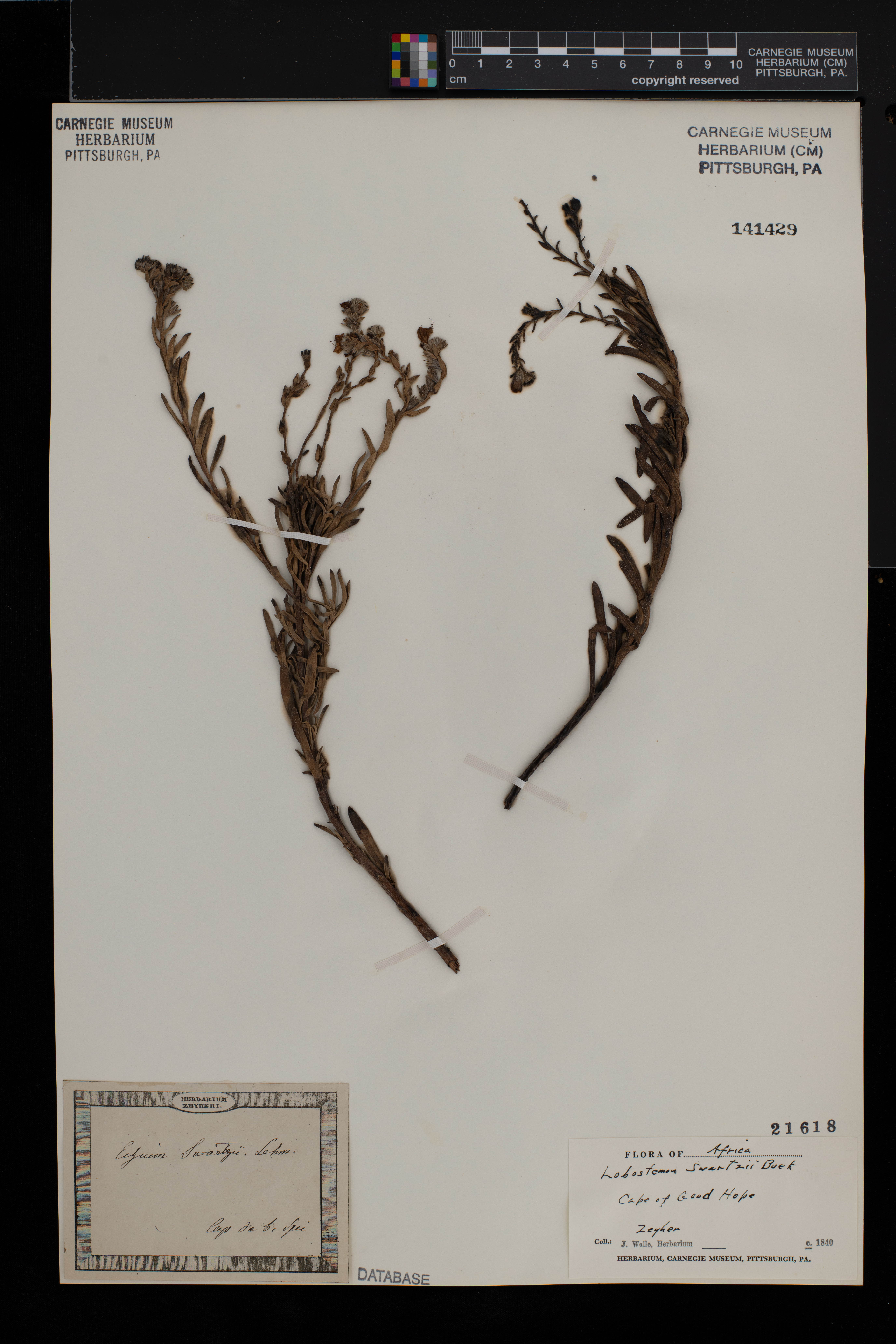 Lobostemon glaucophyllus image