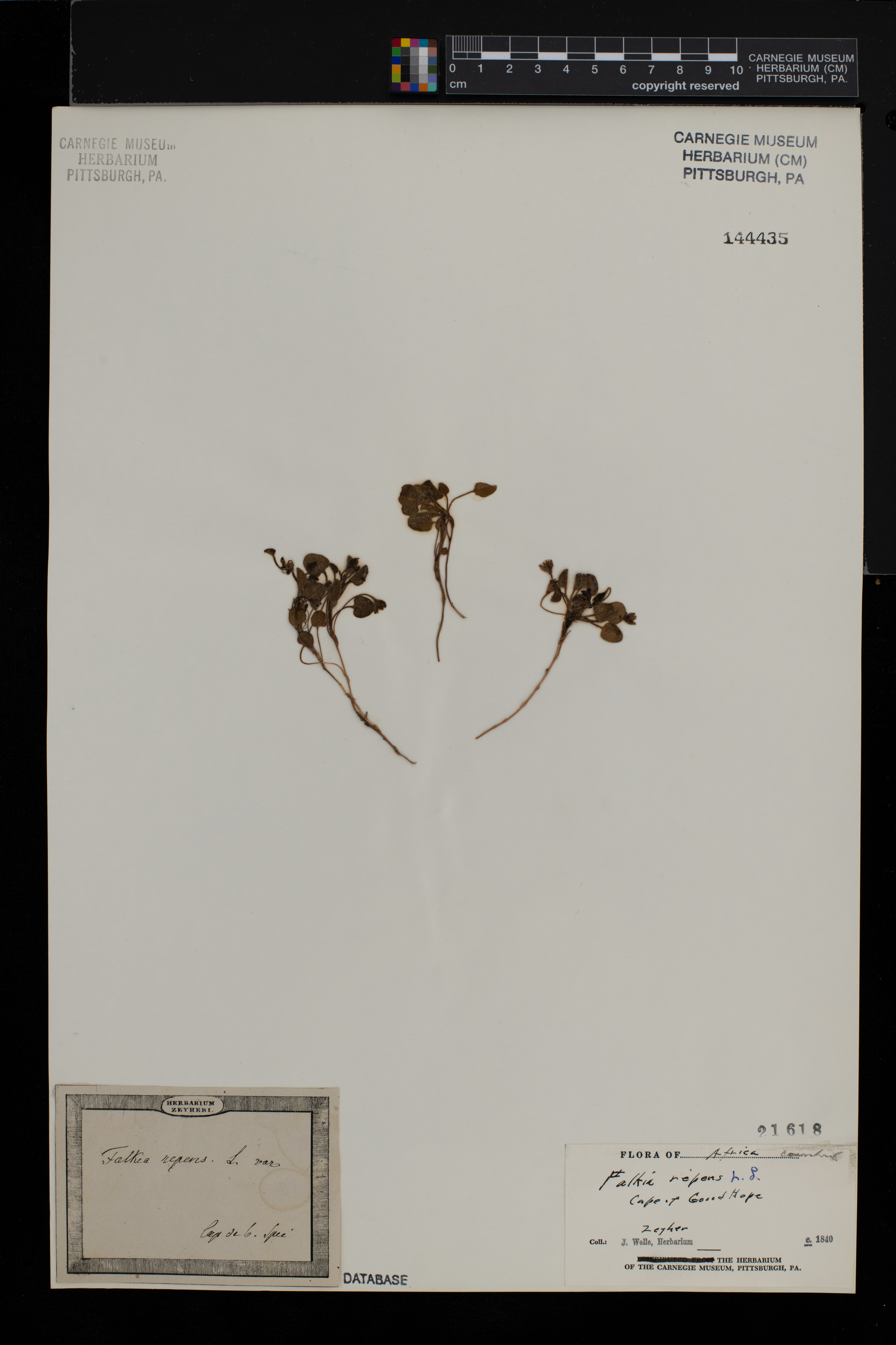 Falkia repens image