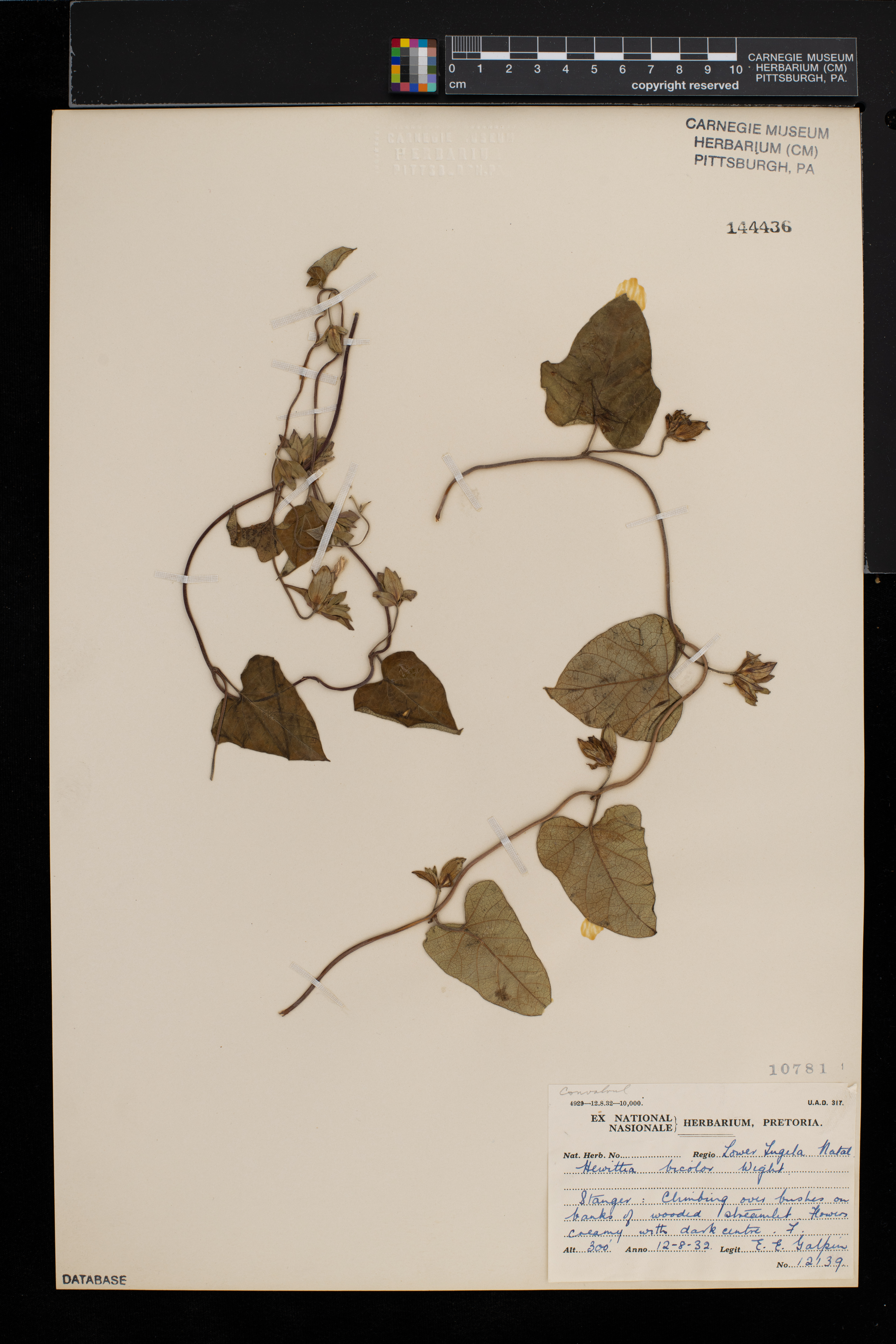 Hewittia malabarica image