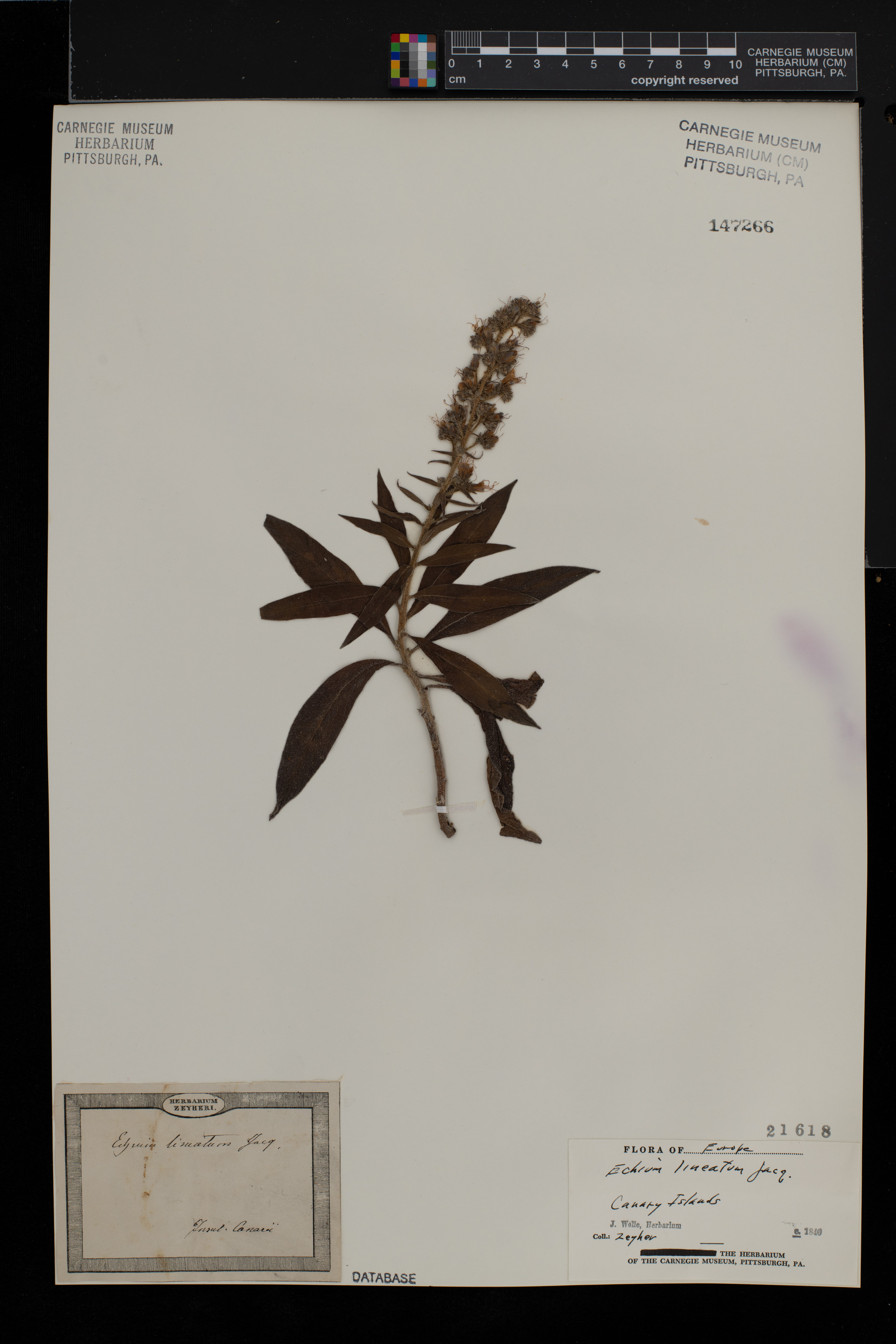 Echium strictum subsp. strictum image