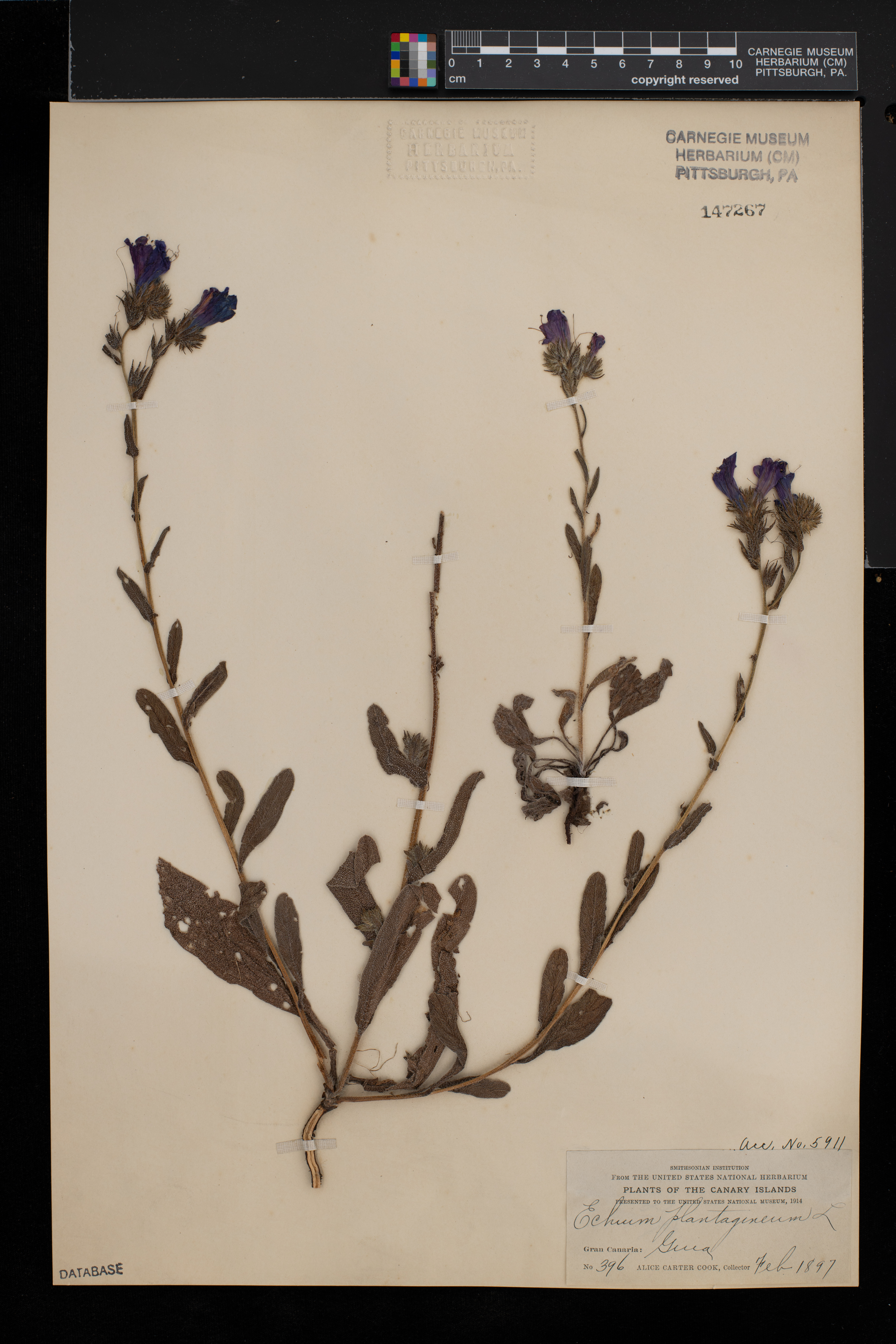 Echium plantagineum image