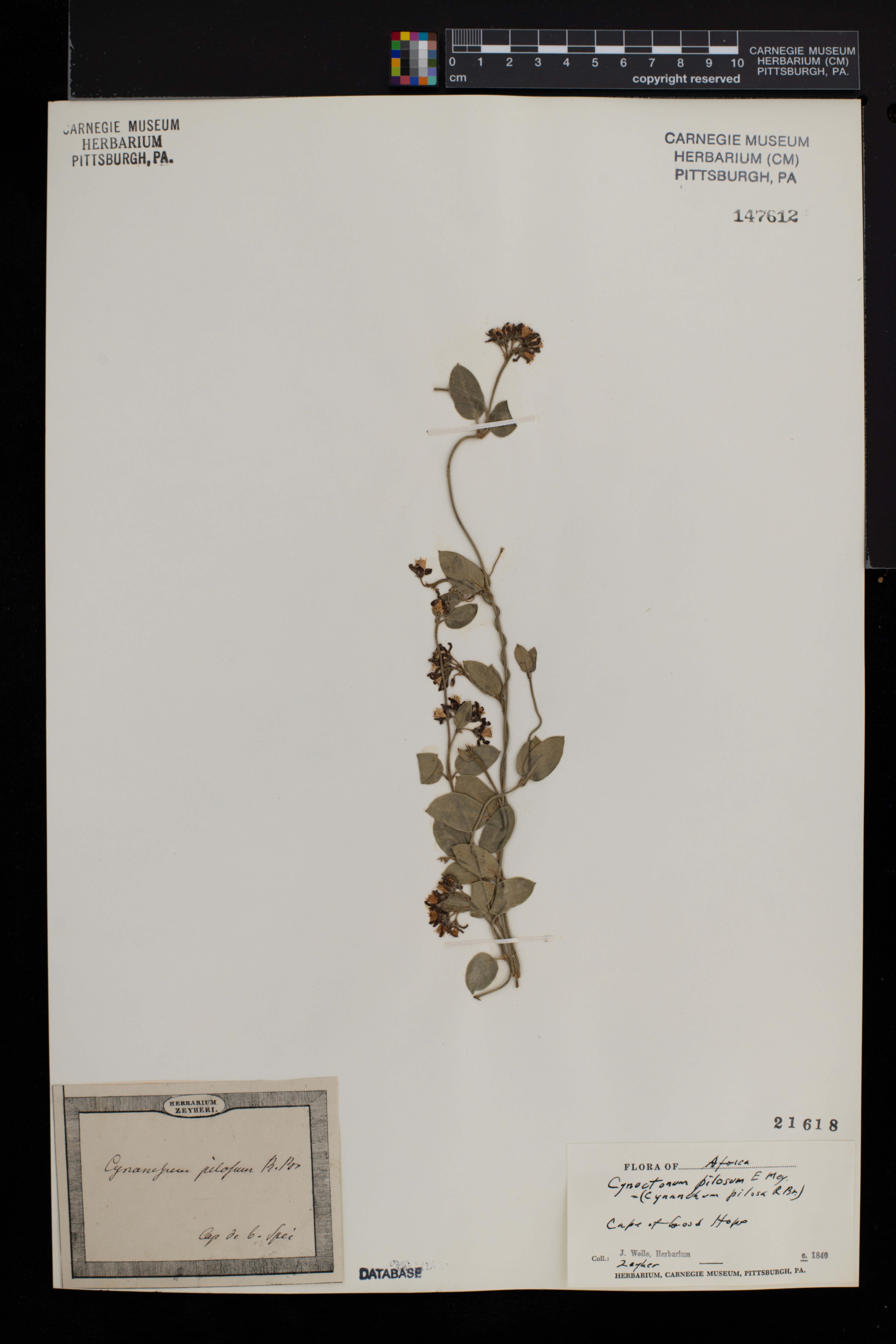 Cynanchum africanum image