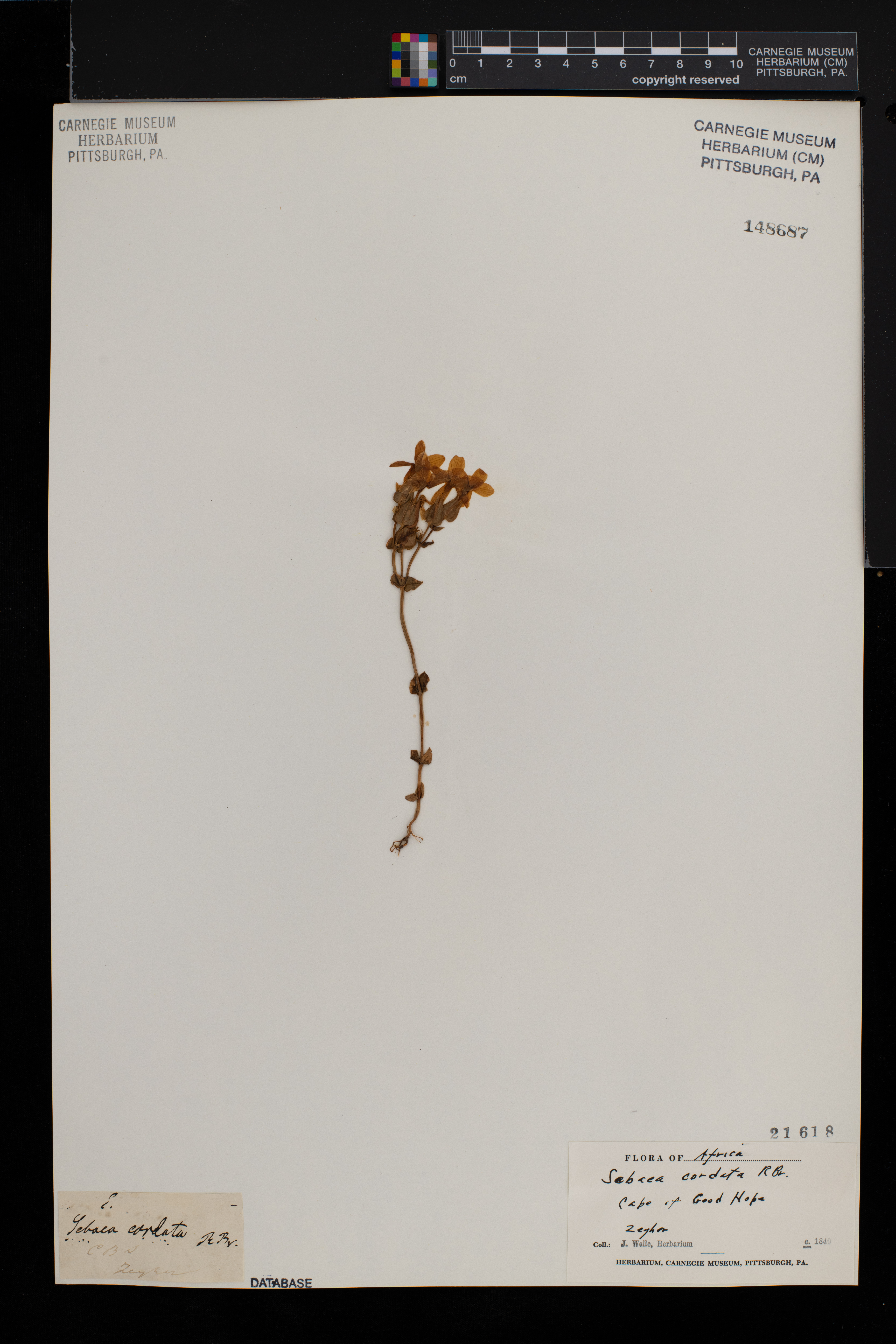 Sebaea exacoides image