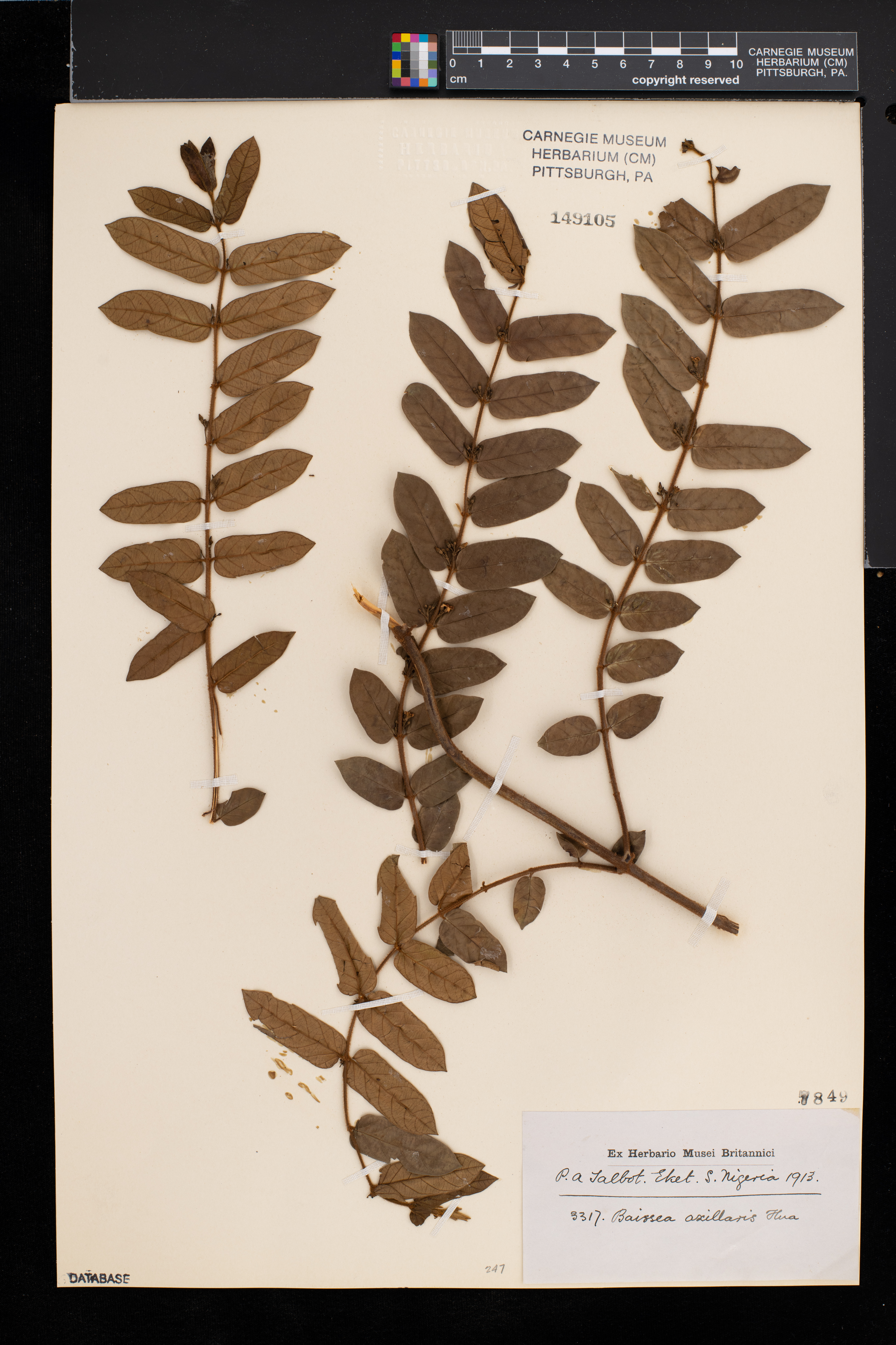 Baissea axillaris image