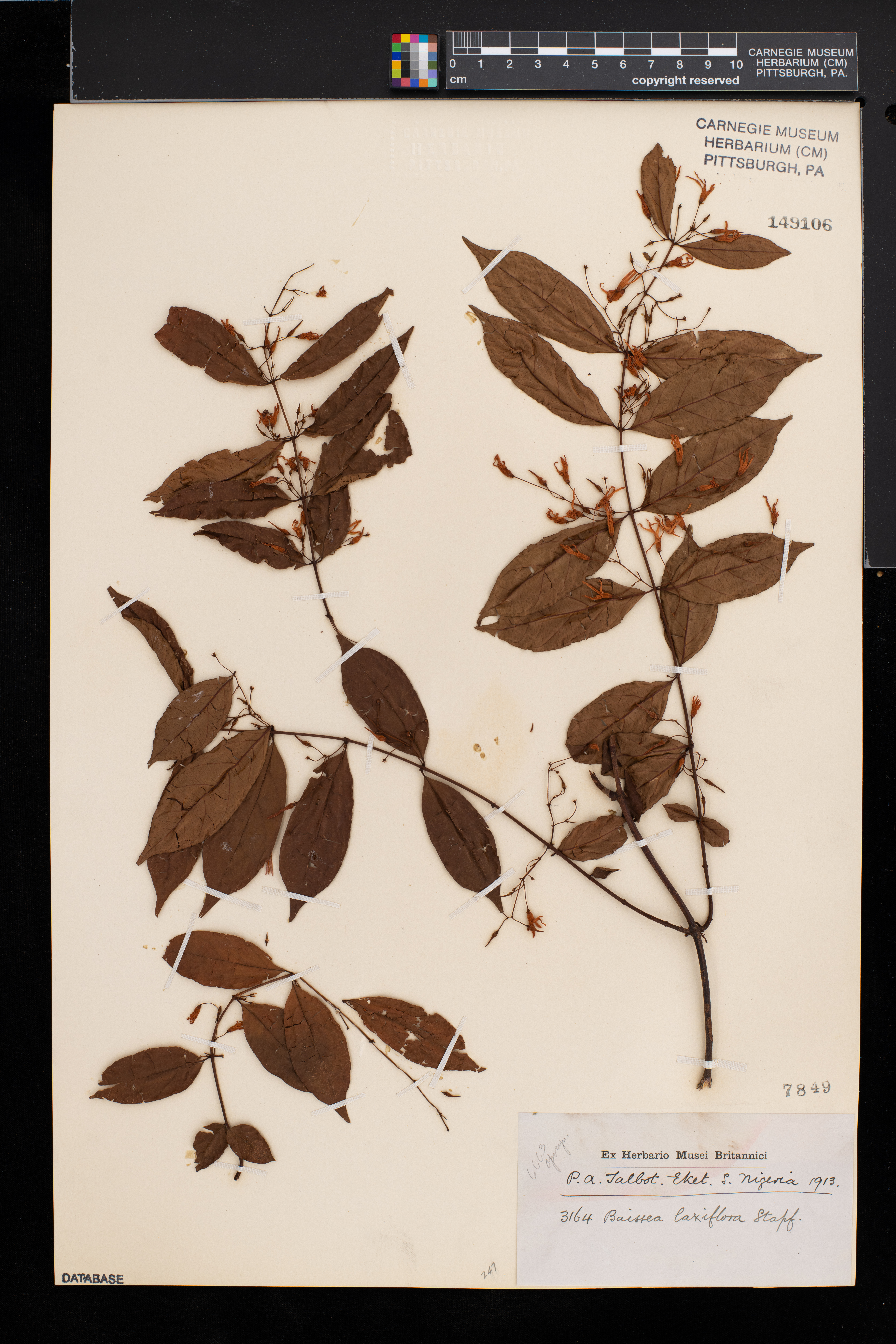 Baissea multiflora image