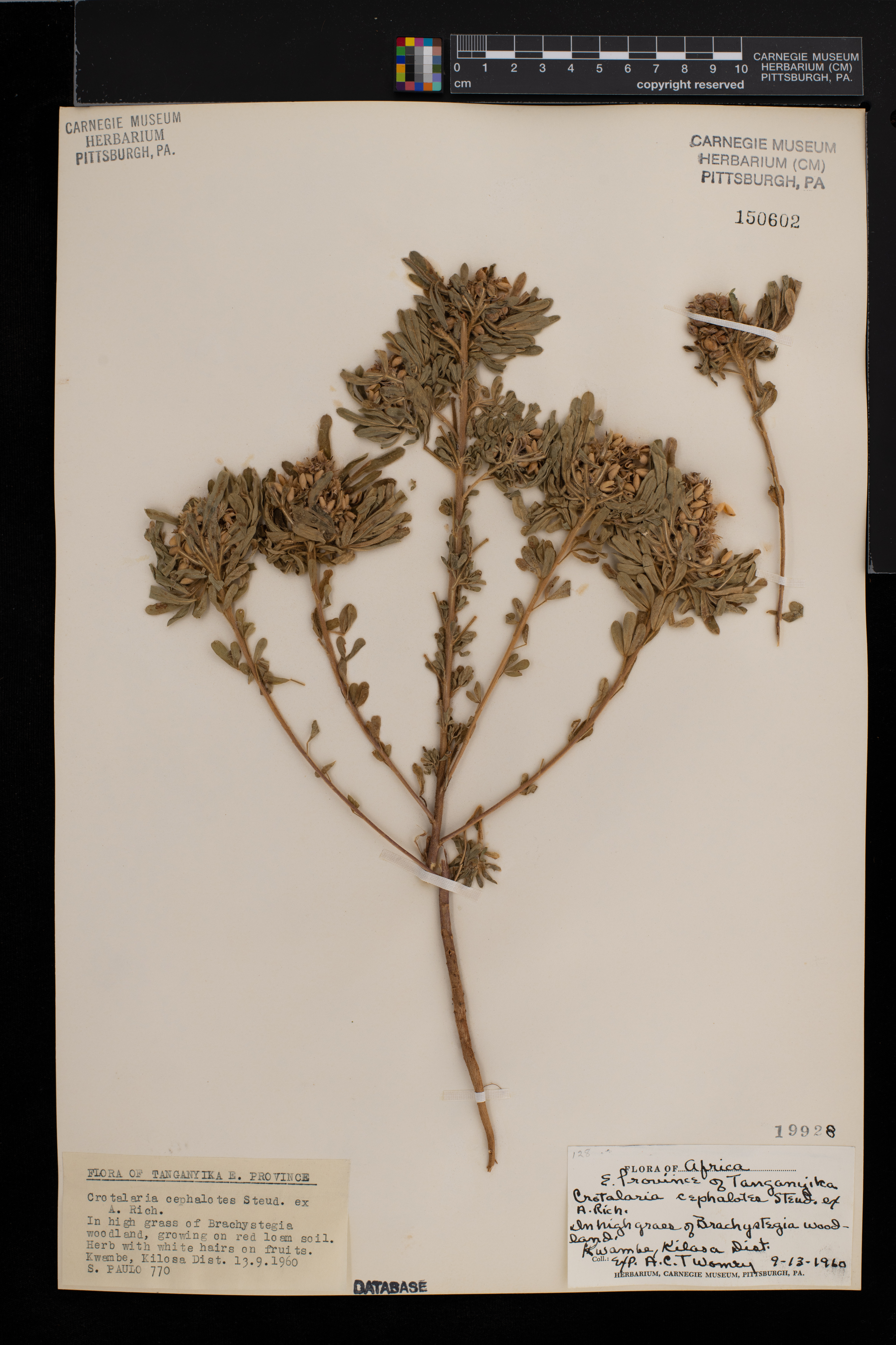 Crotalaria cephalotes image