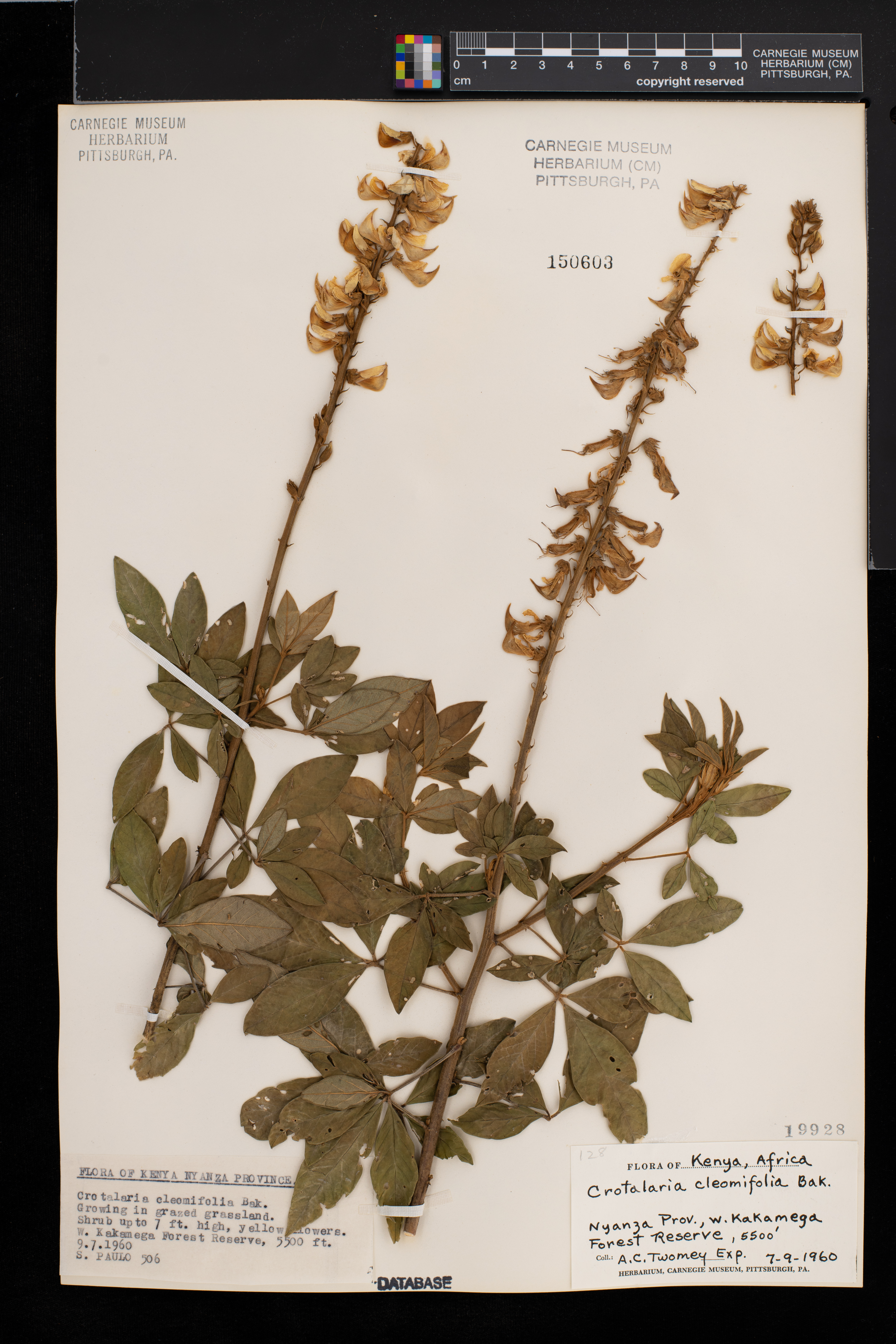 Crotalaria cleomifolia image
