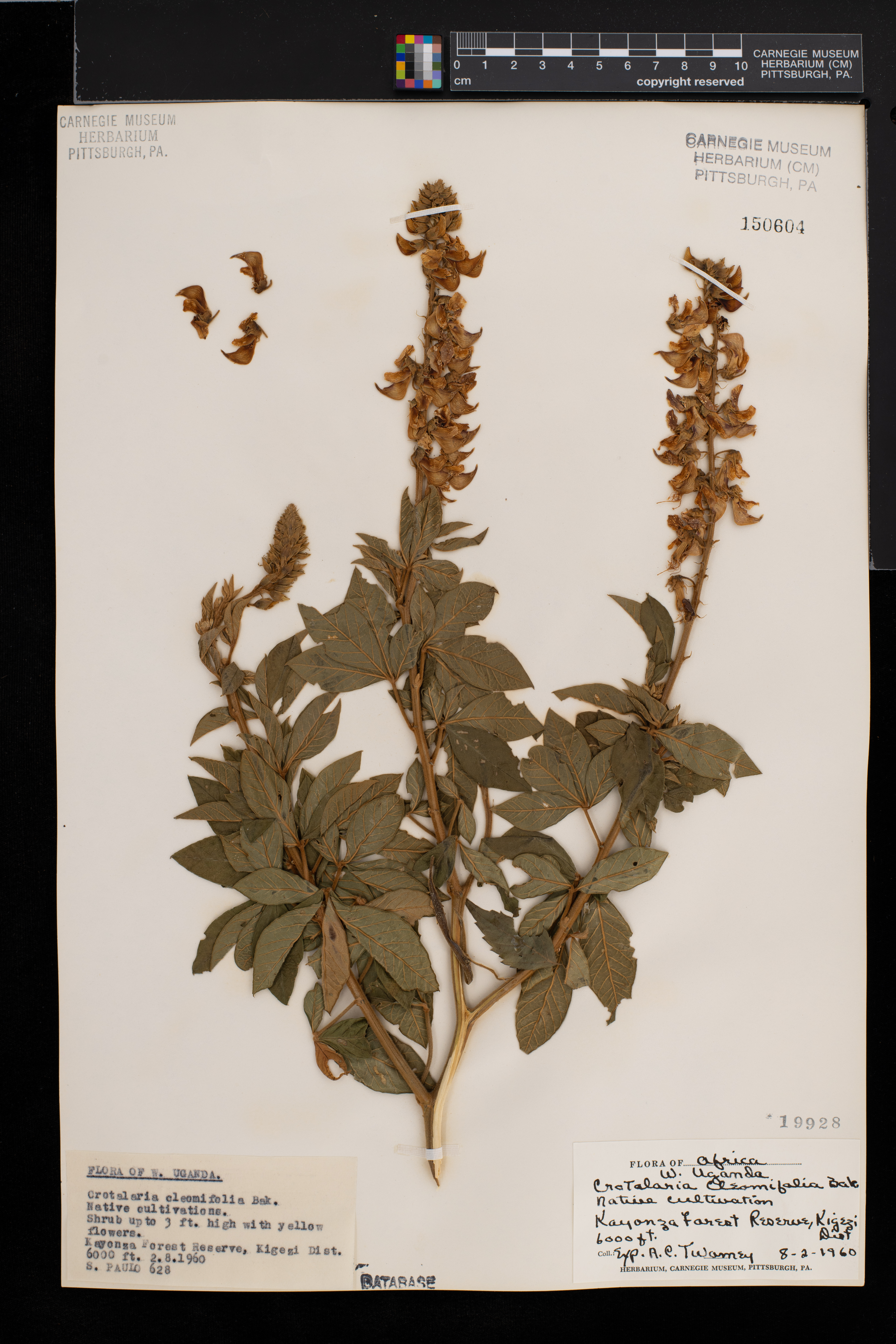 Crotalaria cleomifolia image