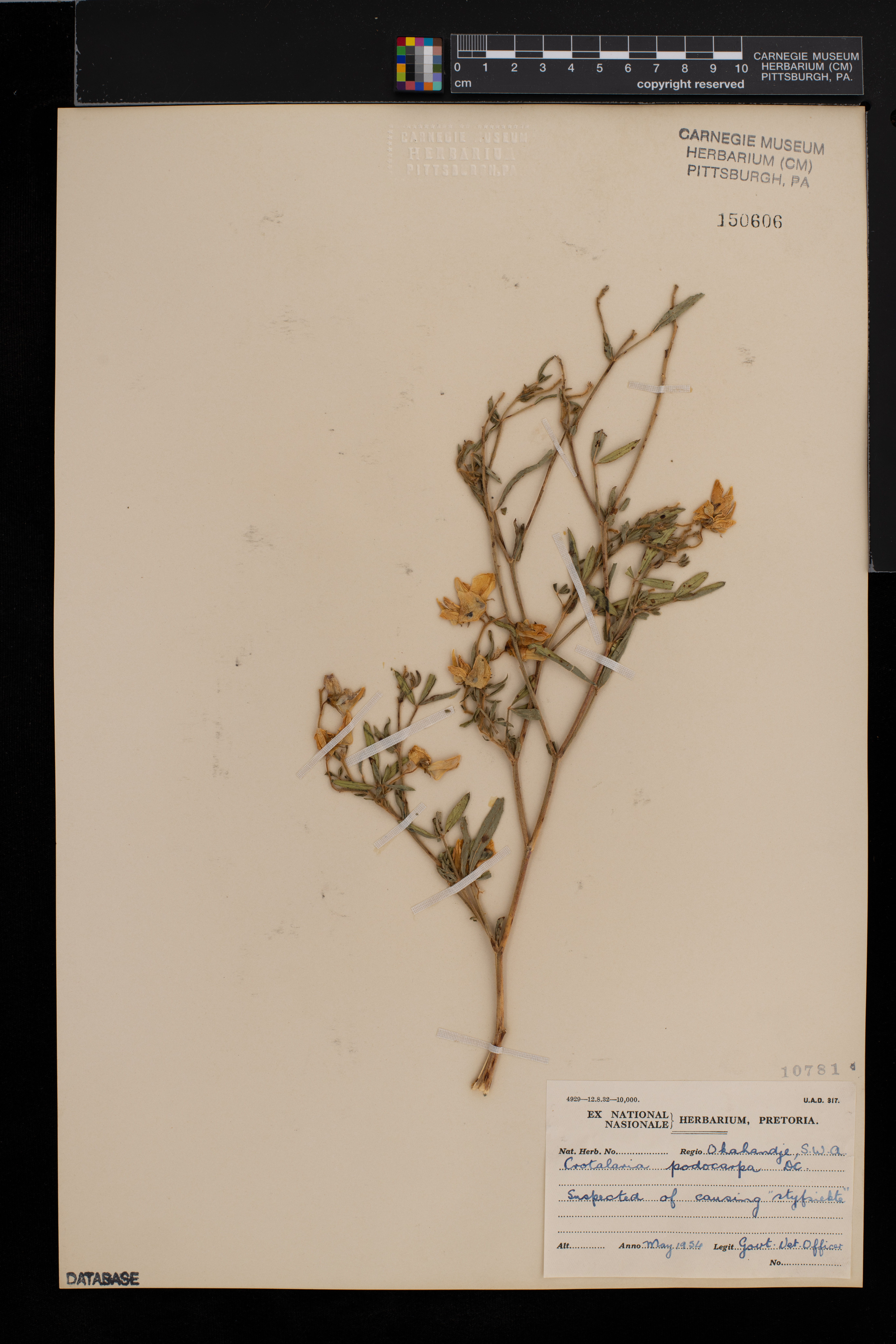 Crotalaria podocarpa image