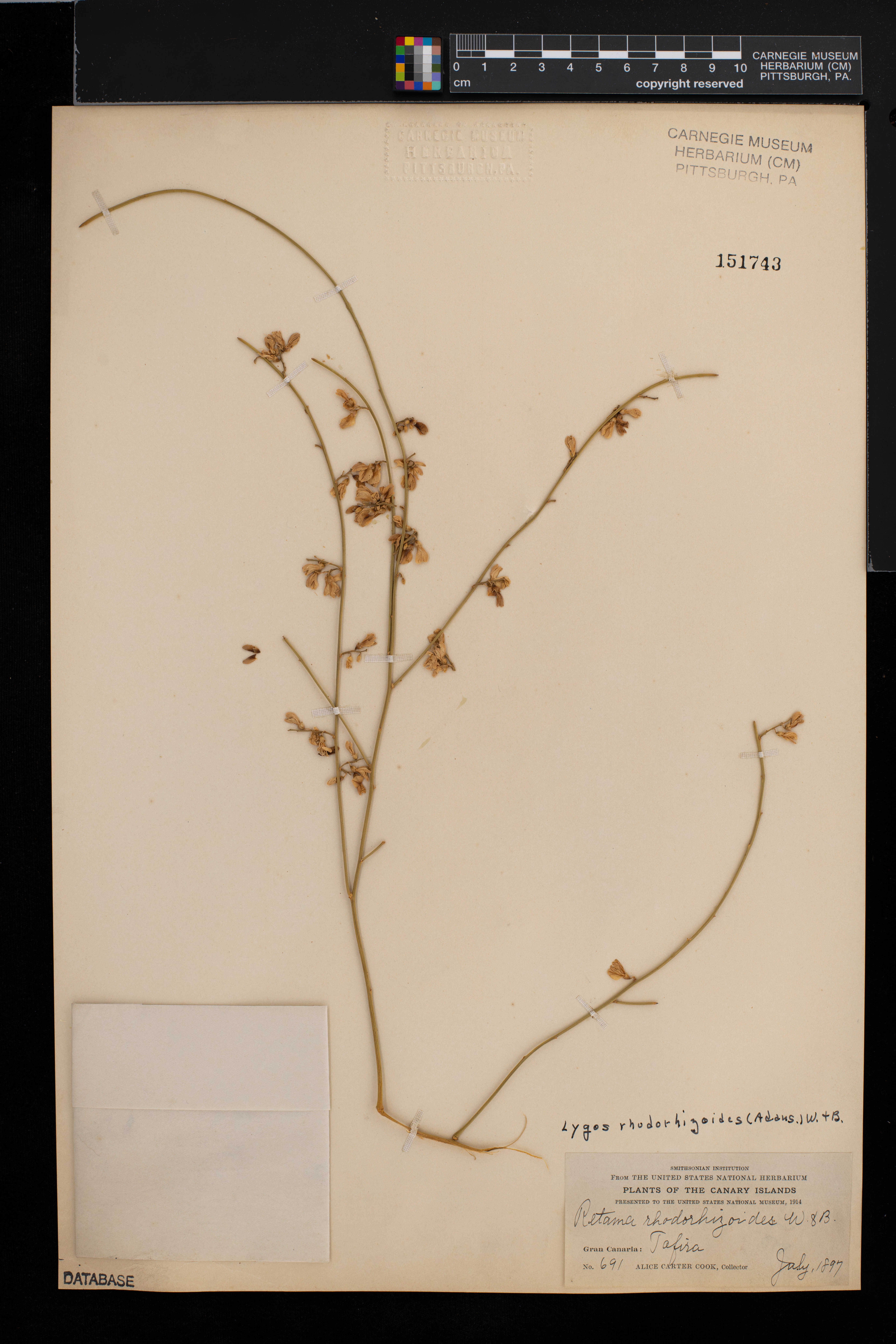 Retama rhodorhizoides image