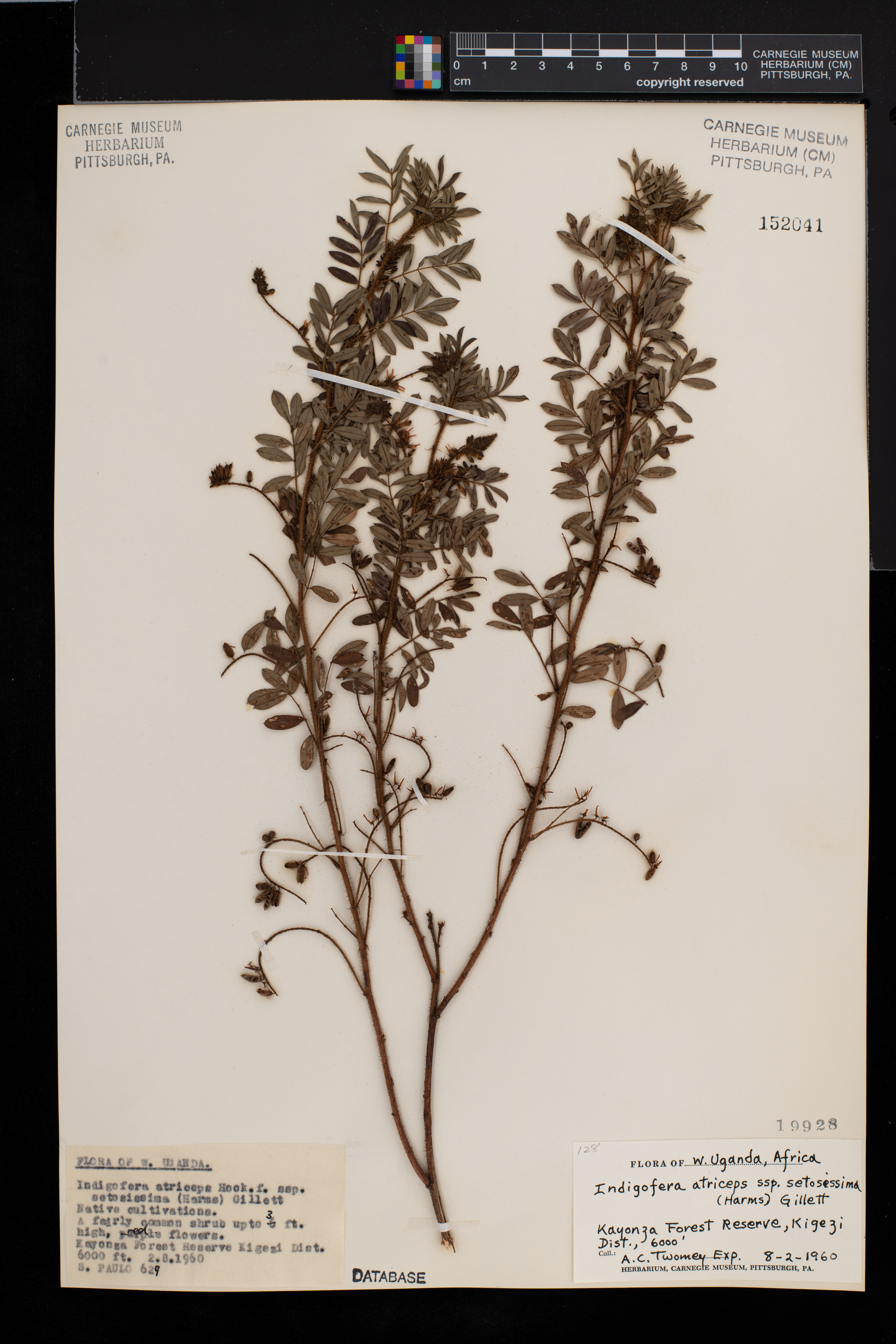 Indigofera atriceps subsp. setosissima image