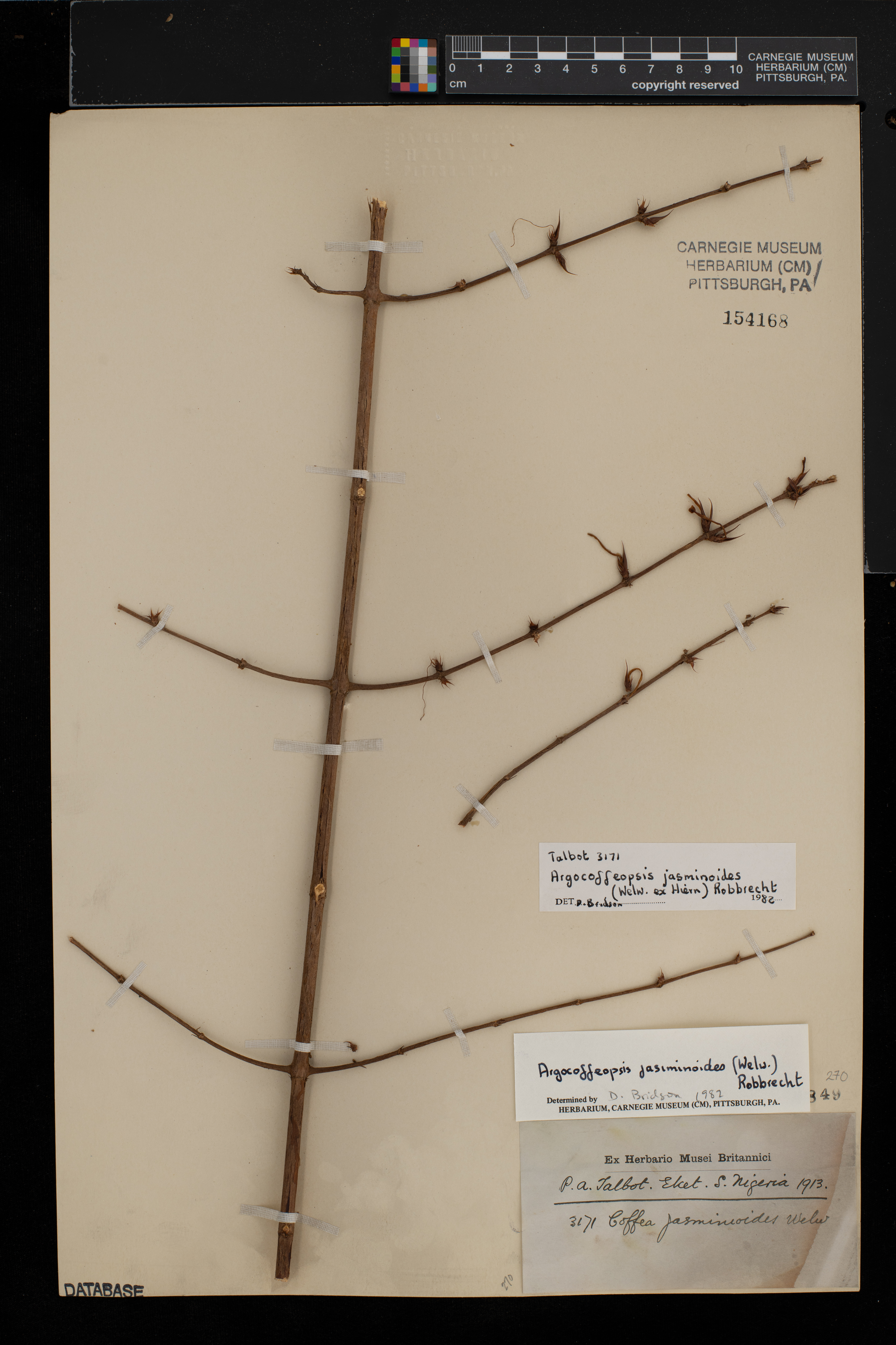 Argocoffeopsis eketensis image