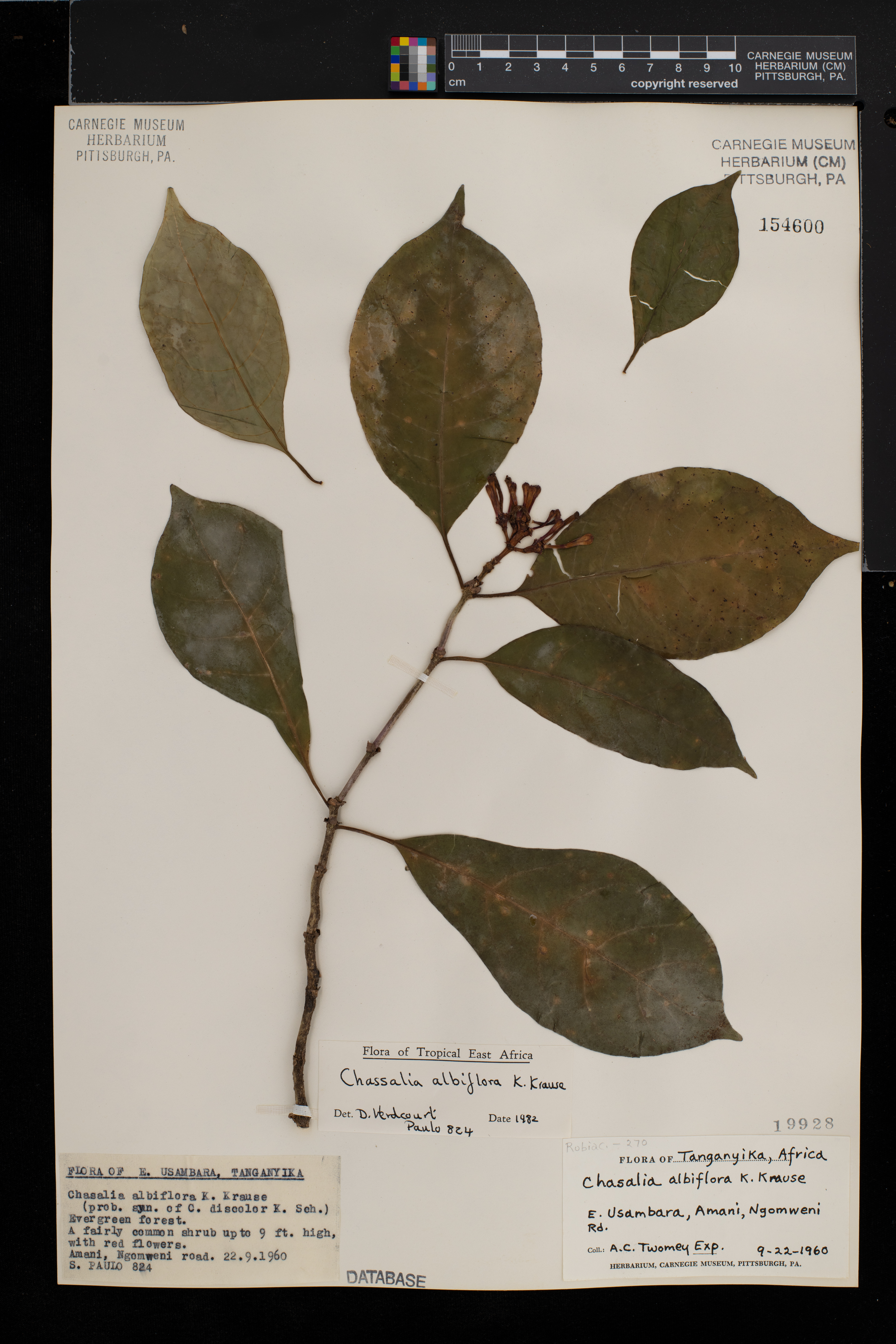 Chassalia albiflora image