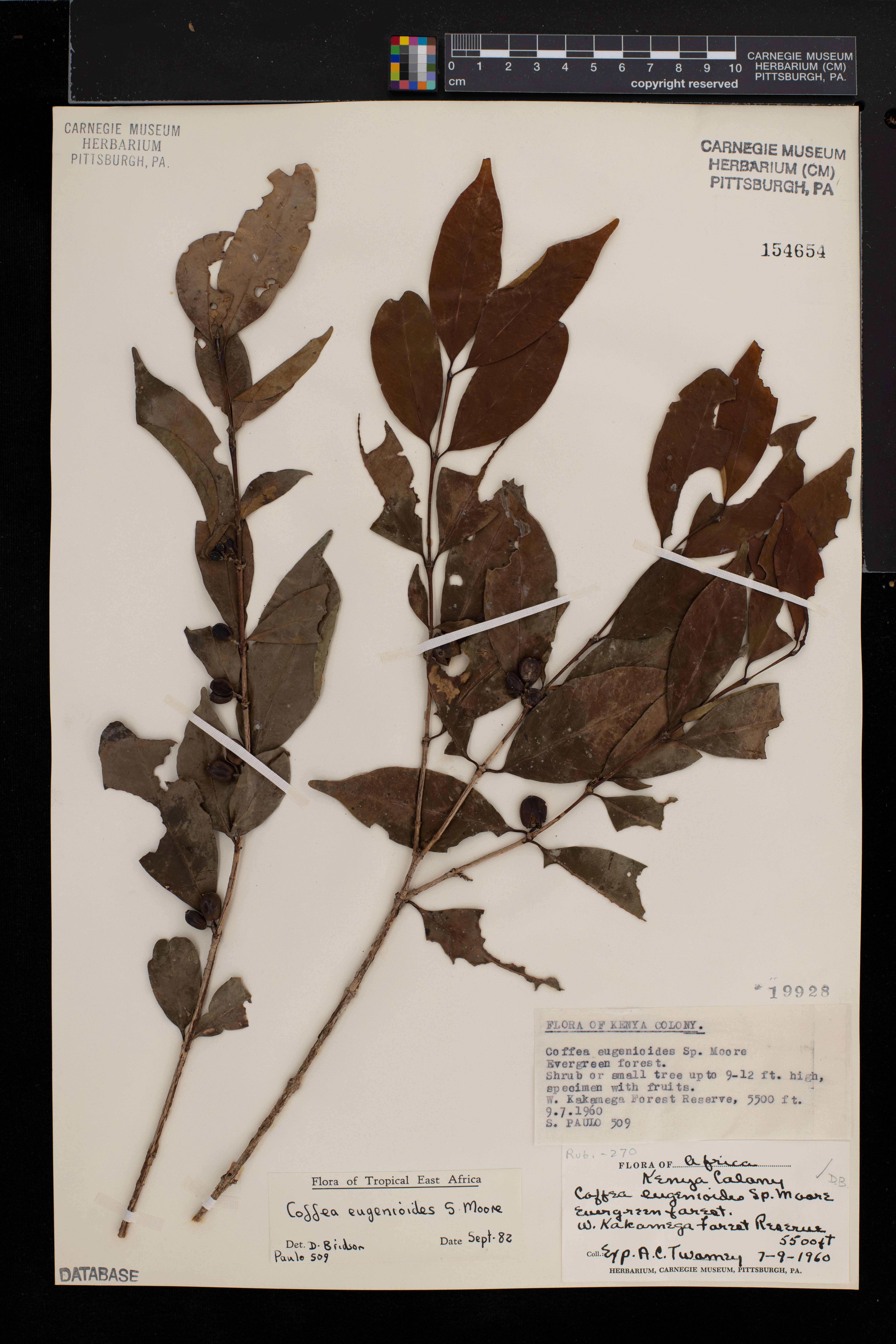 Coffea eugenioides image