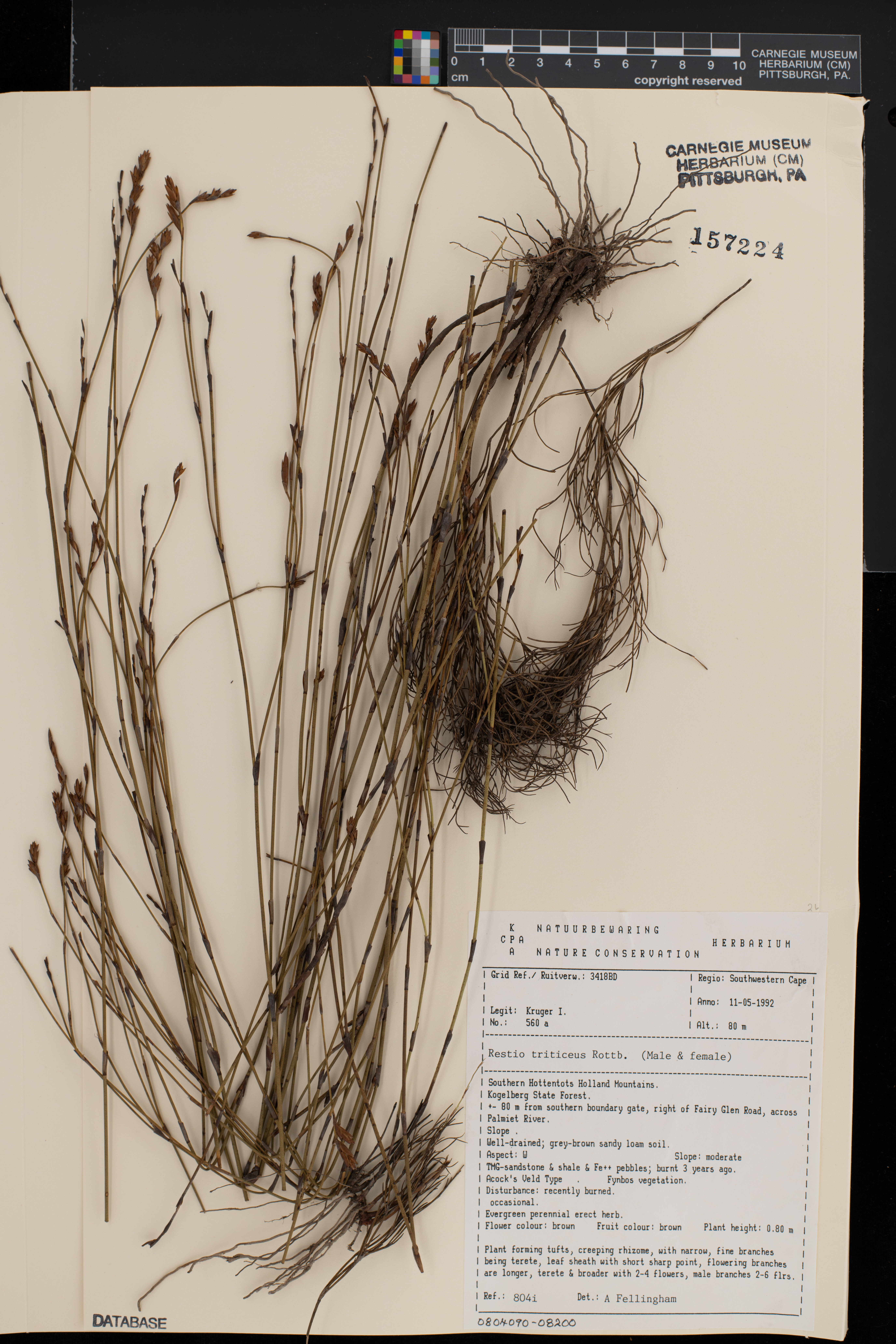 Restio triticeus image