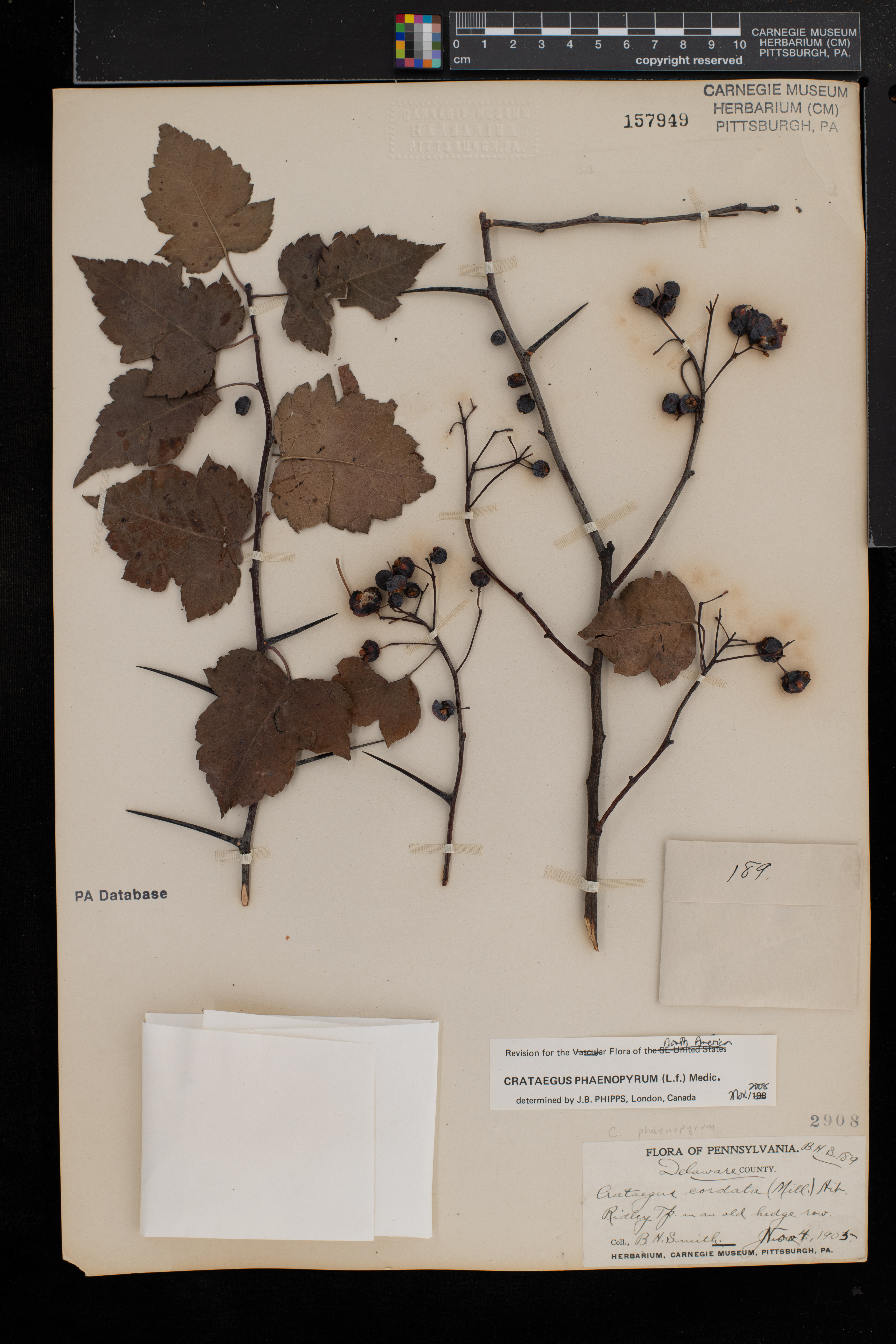 Crataegus phaenopyrum image