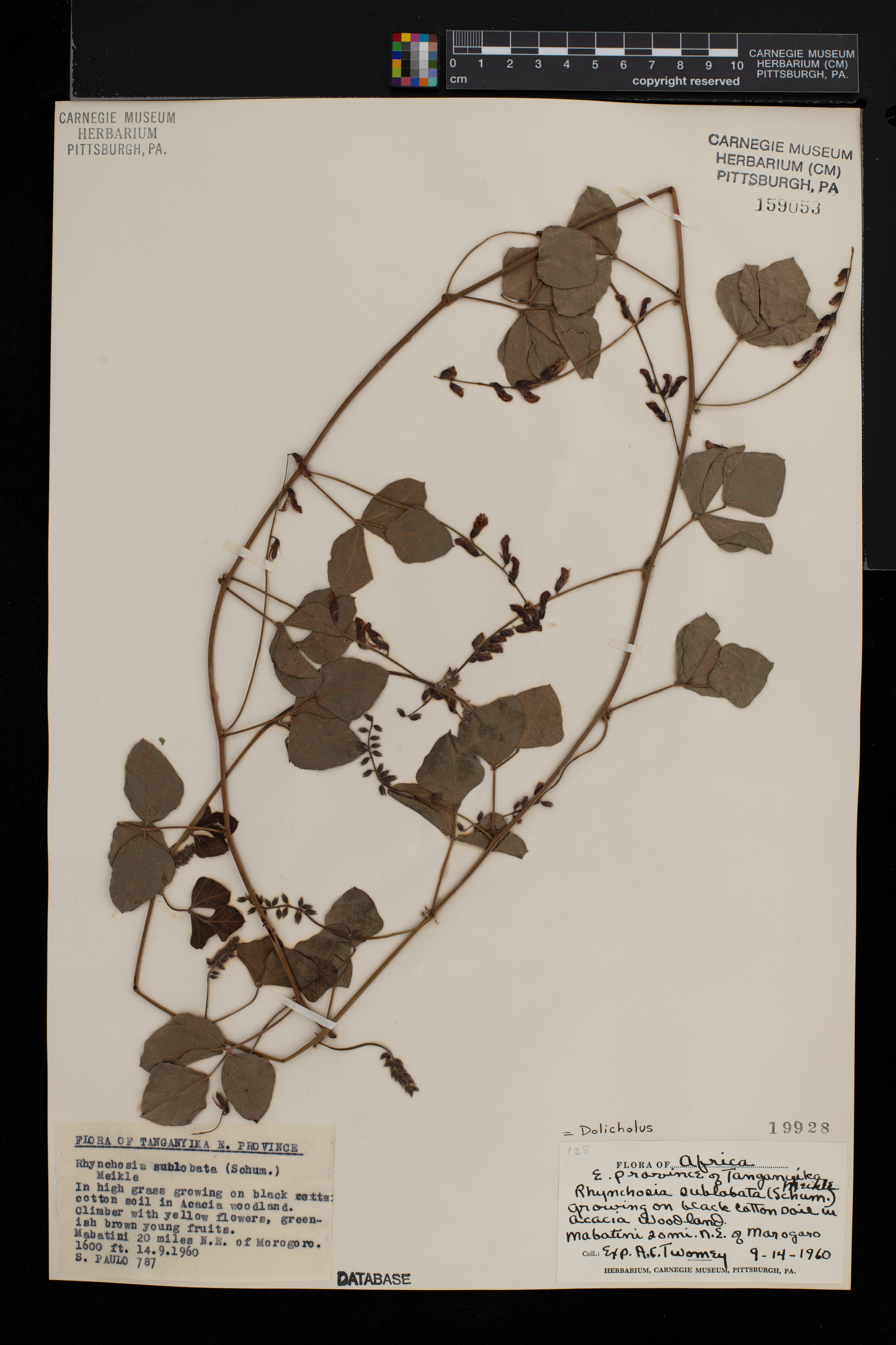Rhynchosia sublobata image