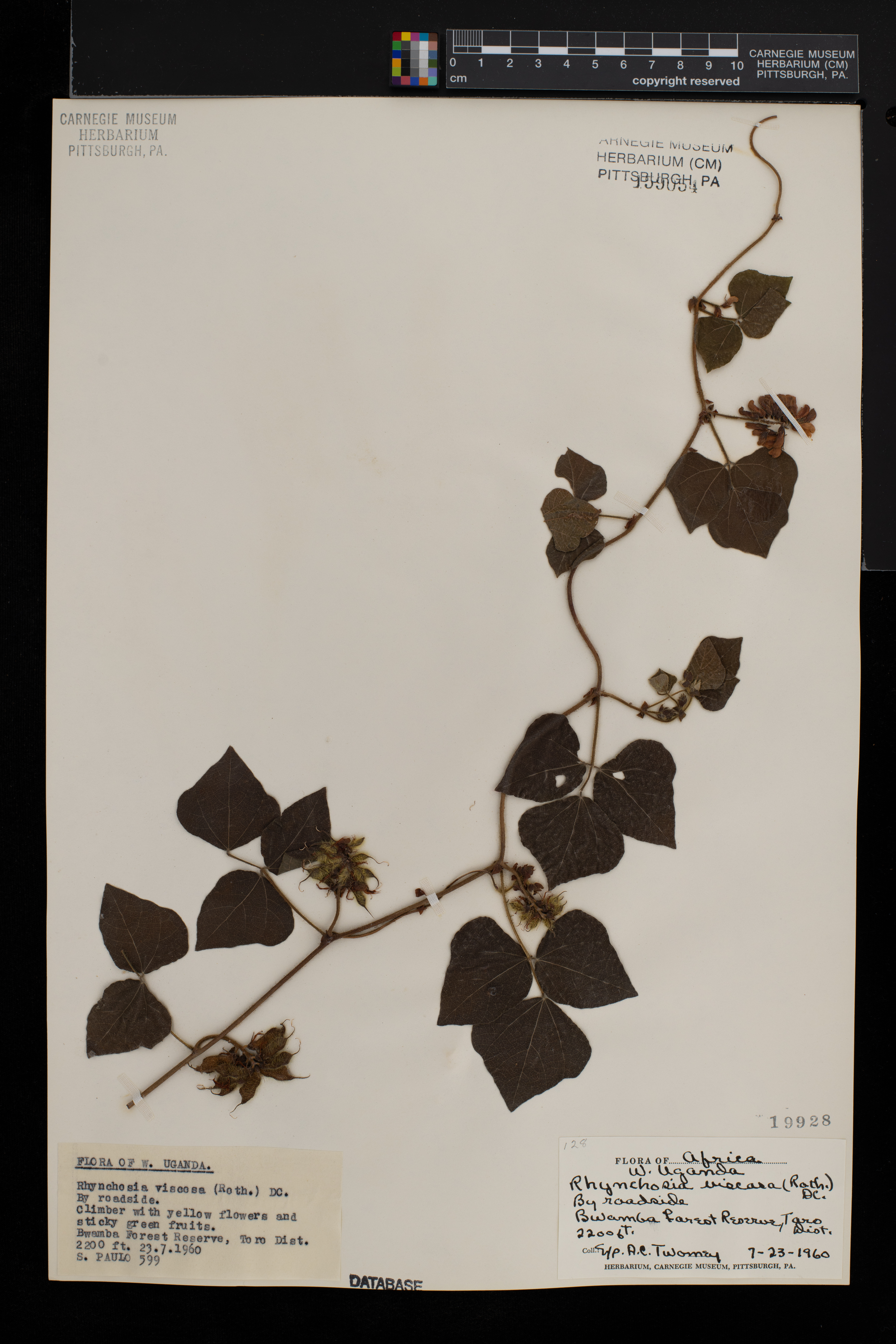 Rhynchosia viscosa image