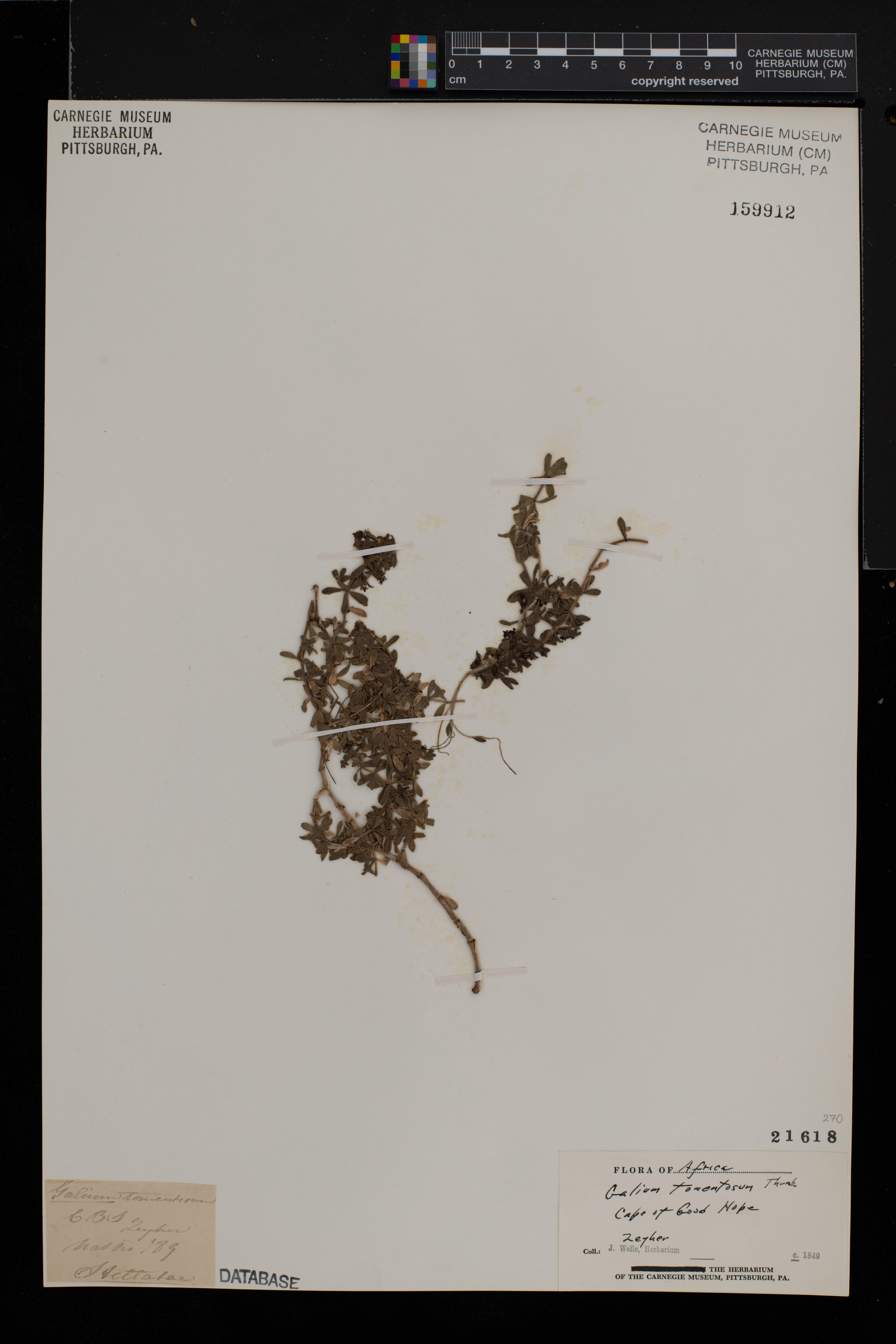 Galium tomentosum image