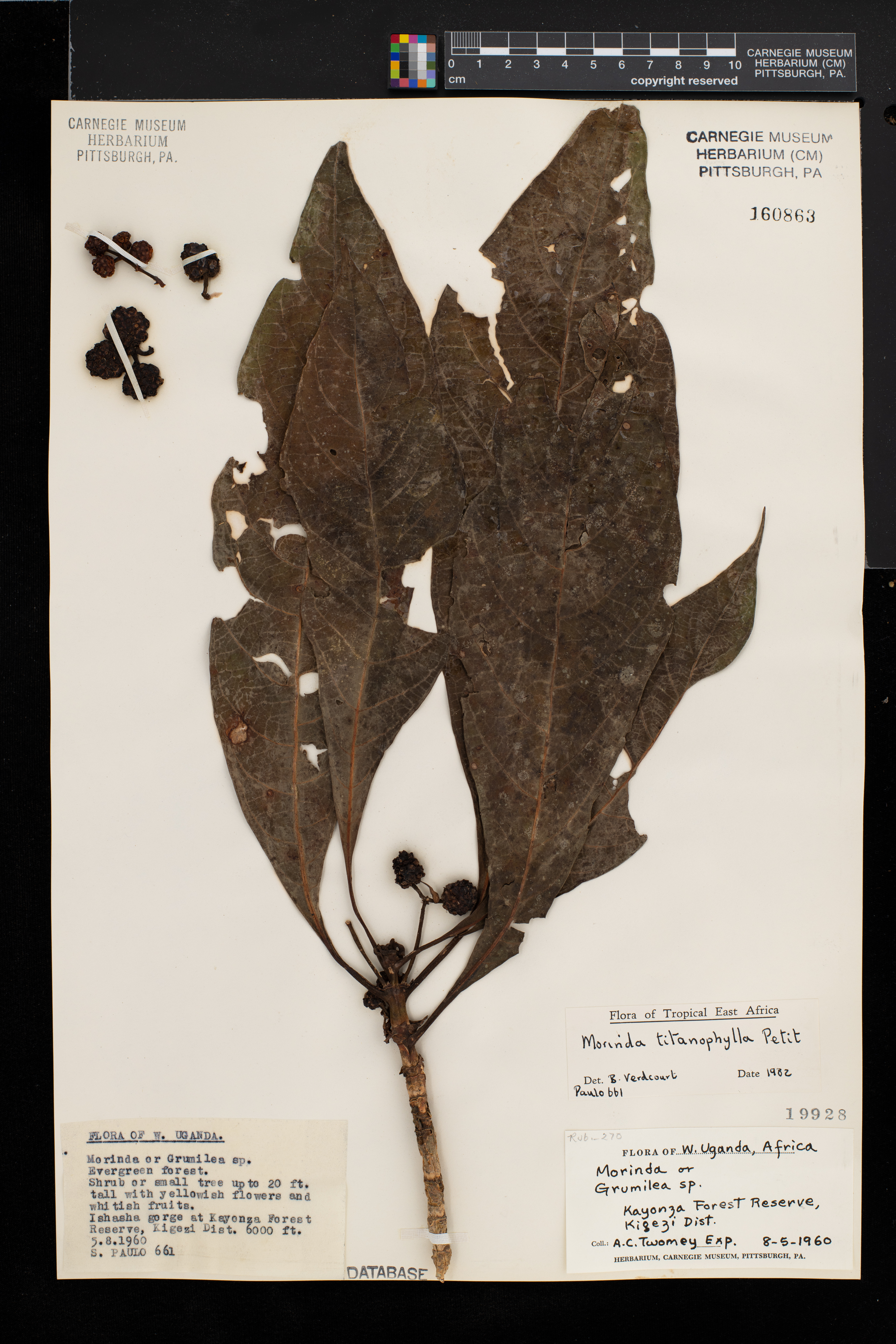 Morinda titanophylla image