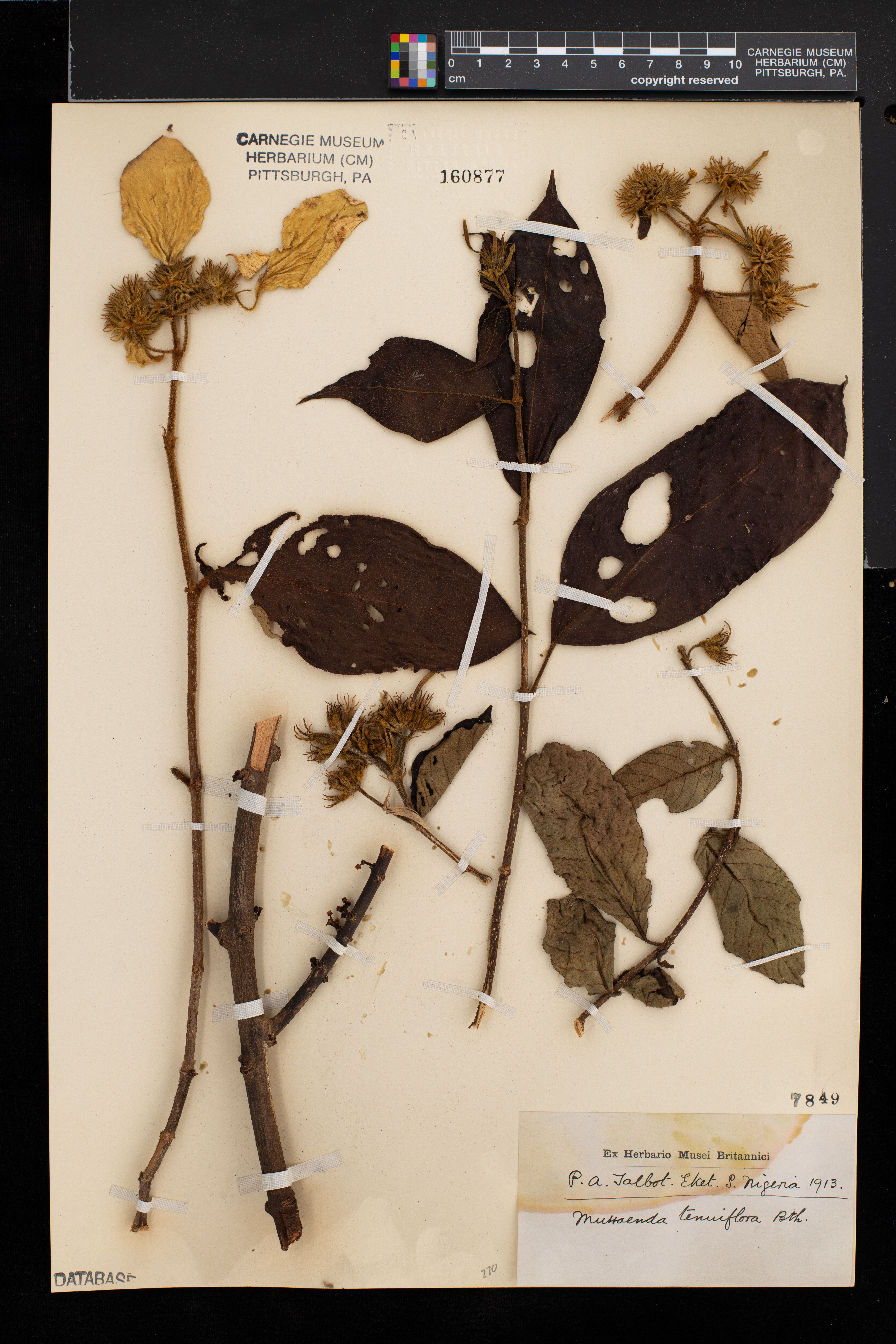 Mussaenda tenuiflora image