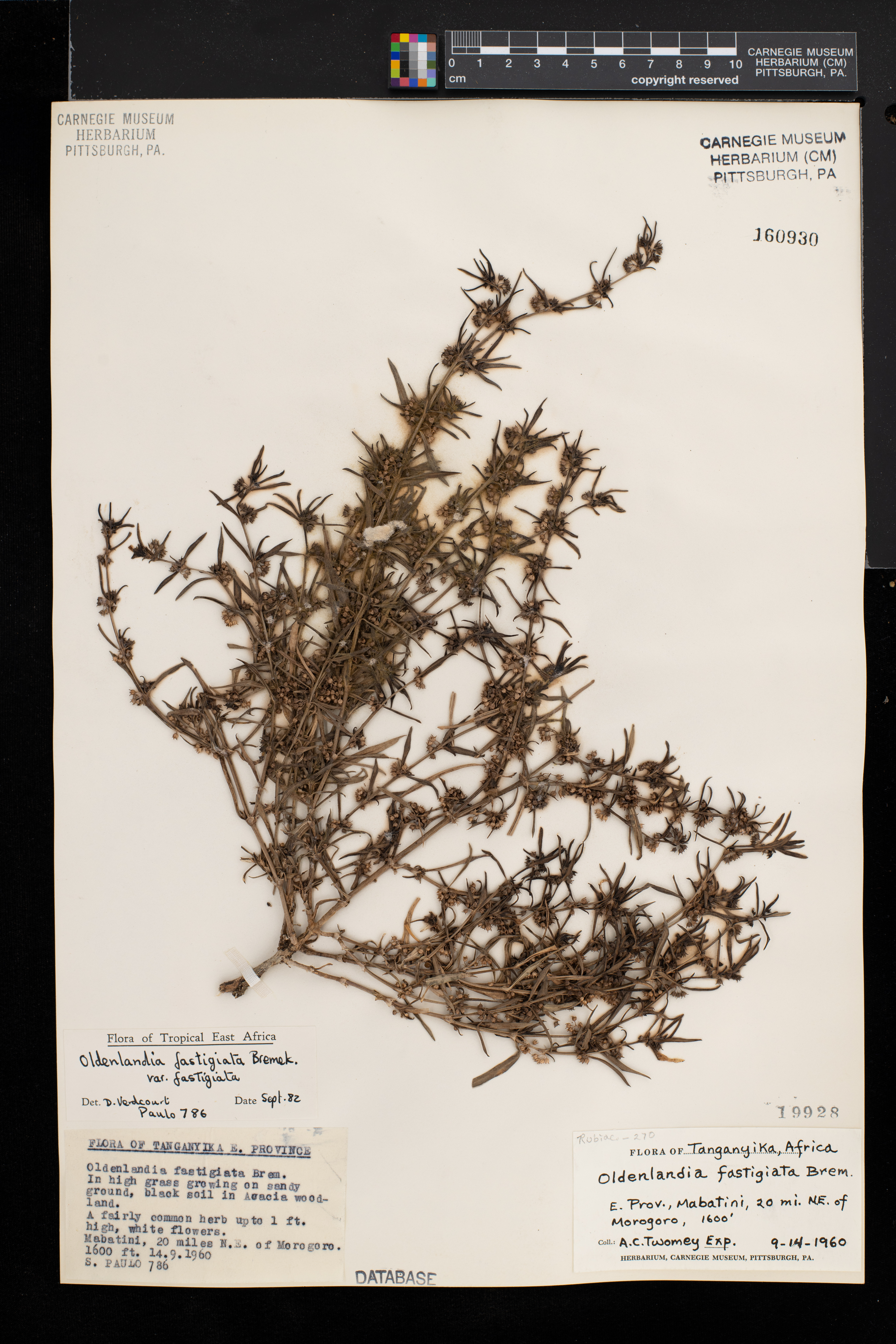 Oldenlandia fastigiata var. fastigiata image