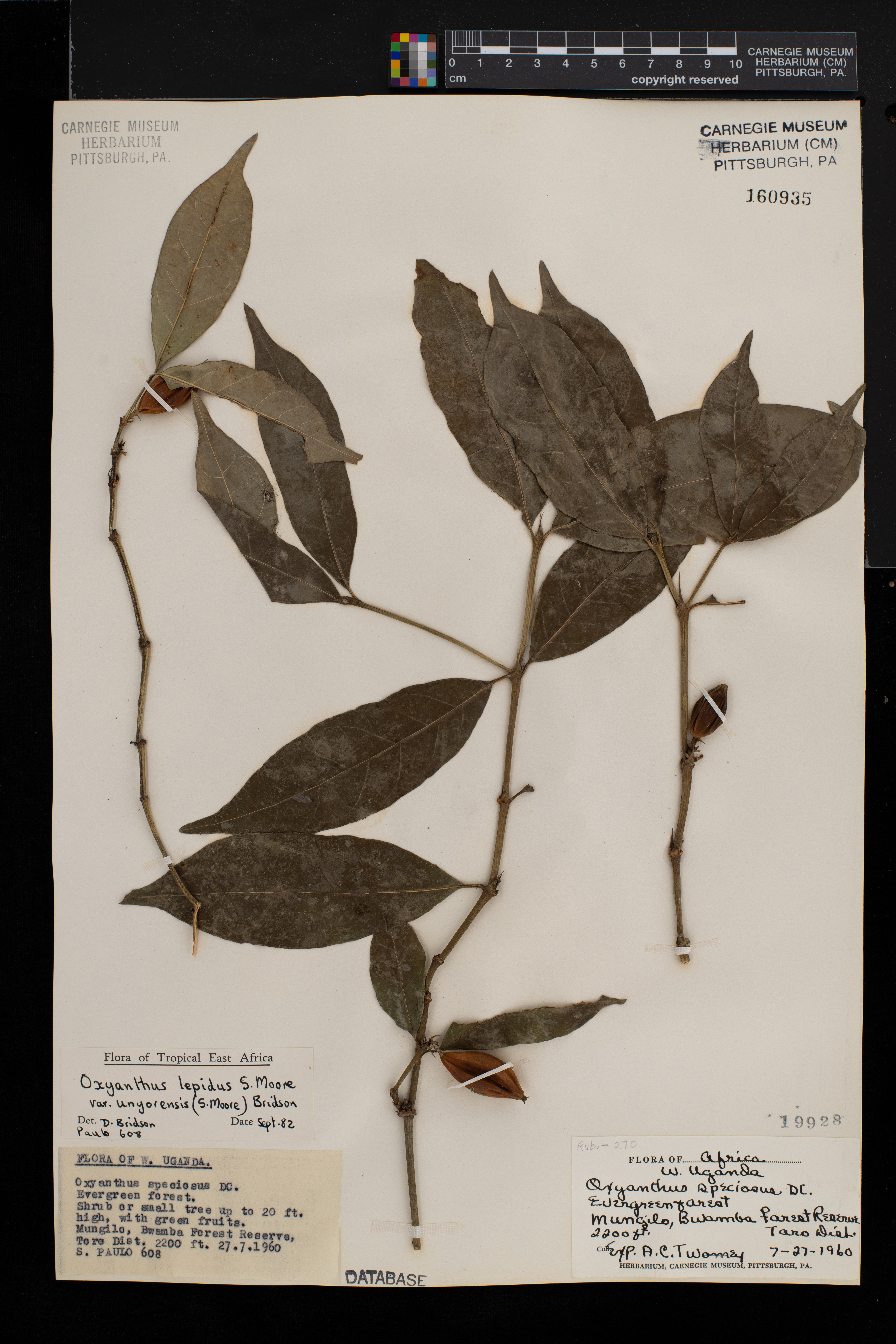 Oxyanthus dubius image