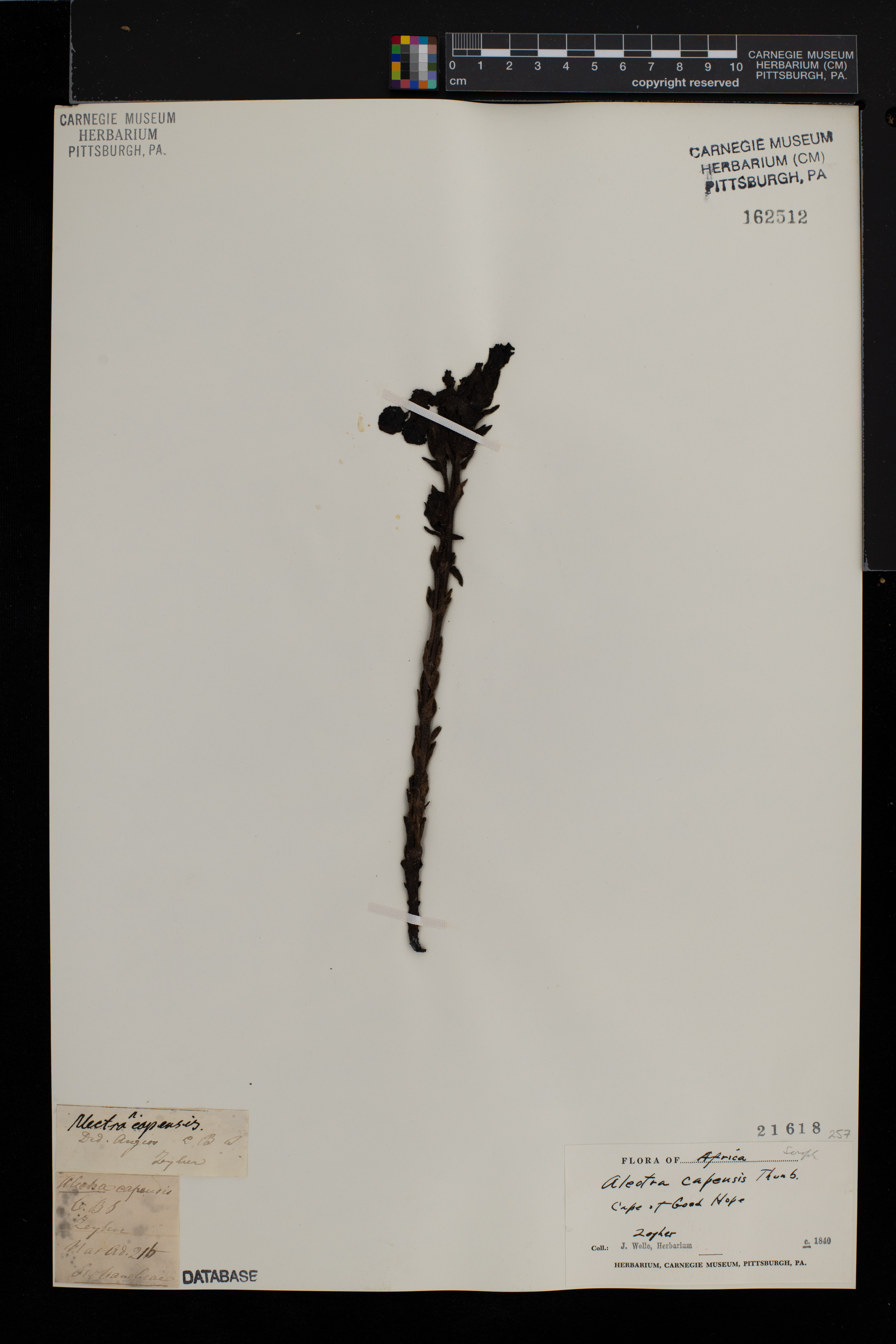 Alectra capensis image