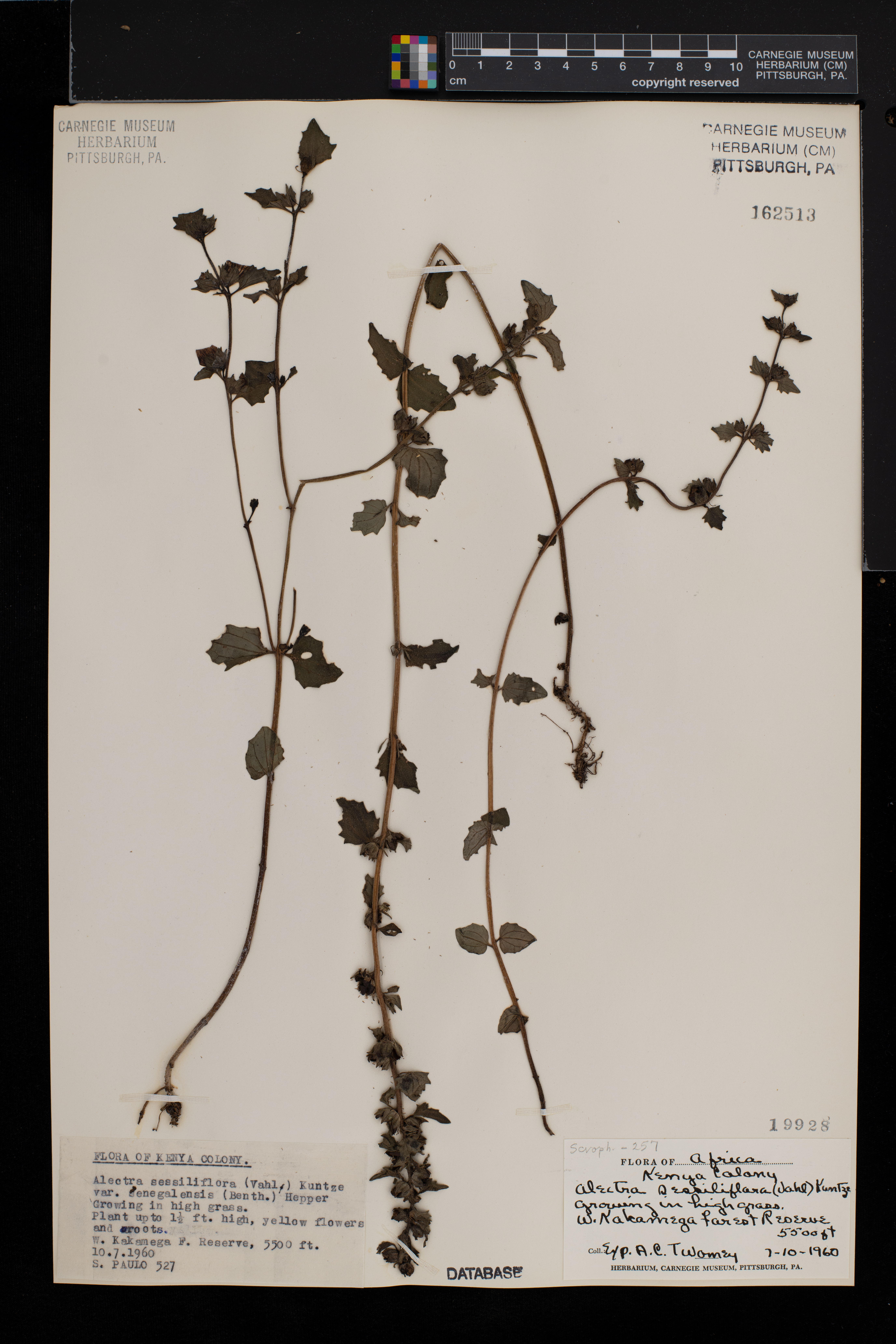 Alectra sessiliflora var. senegalensis image