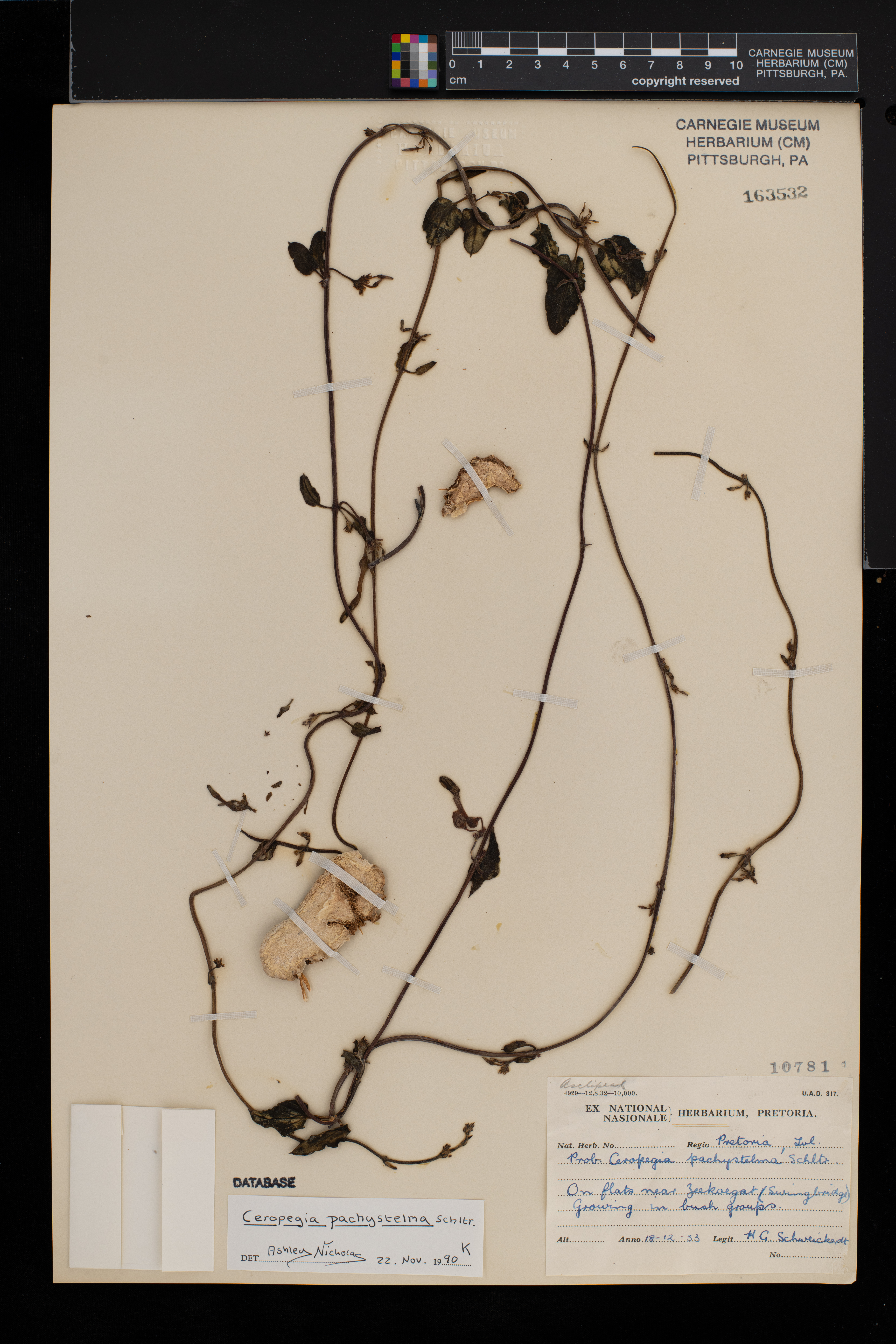 Ceropegia pachystelma image