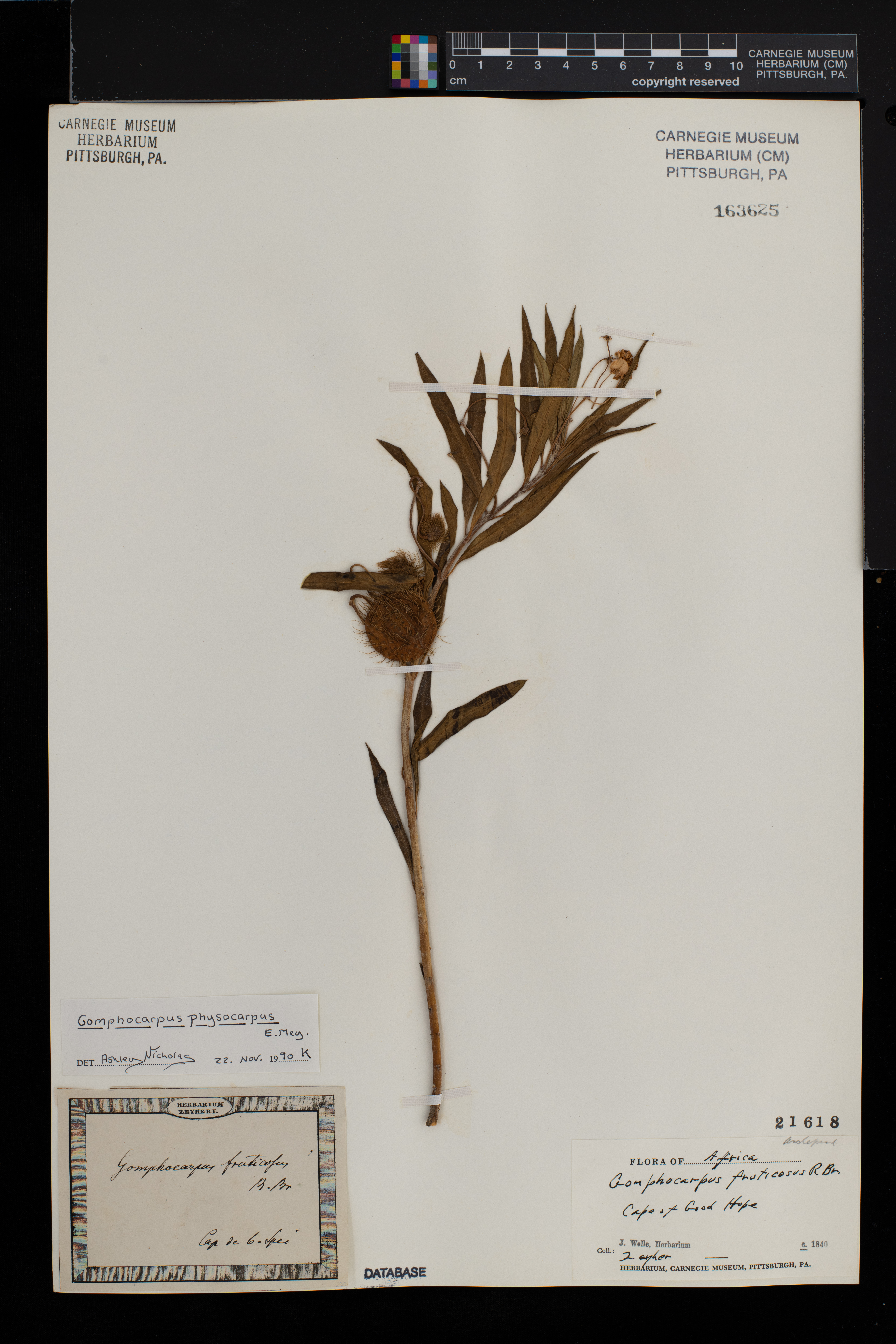 Gomphocarpus fruticosus image