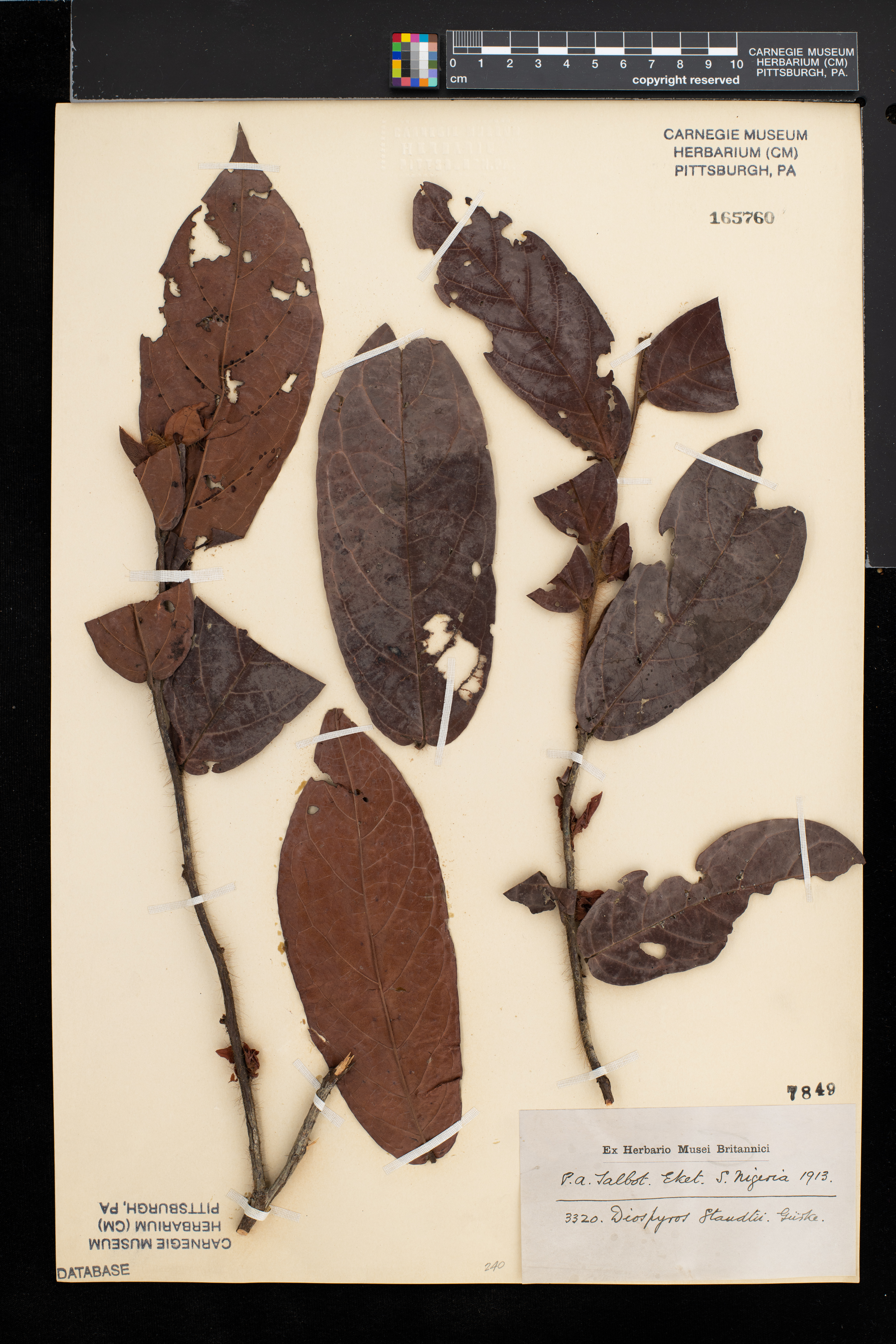 Diospyros conocarpa image