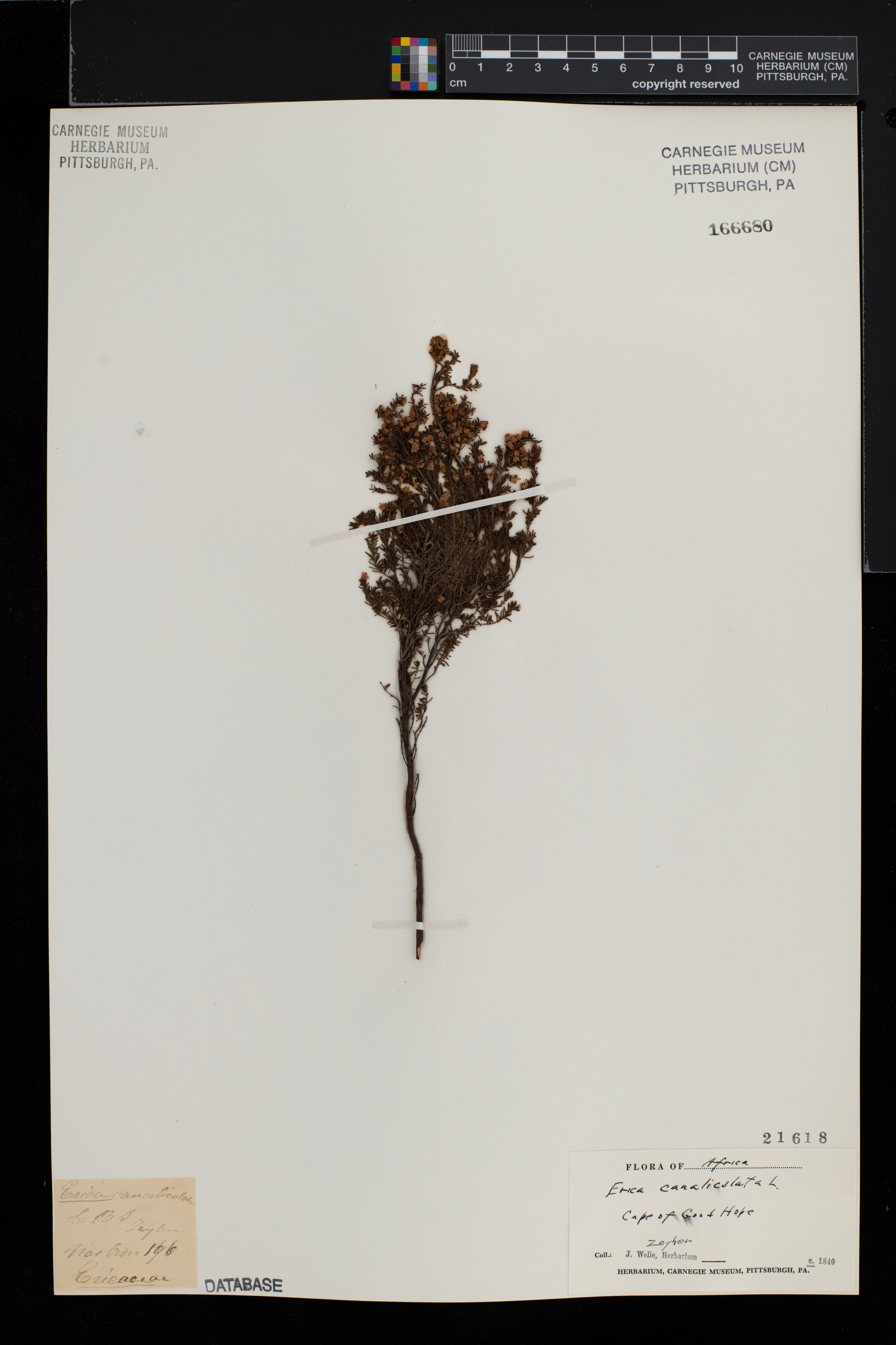 Erica canaliculata image
