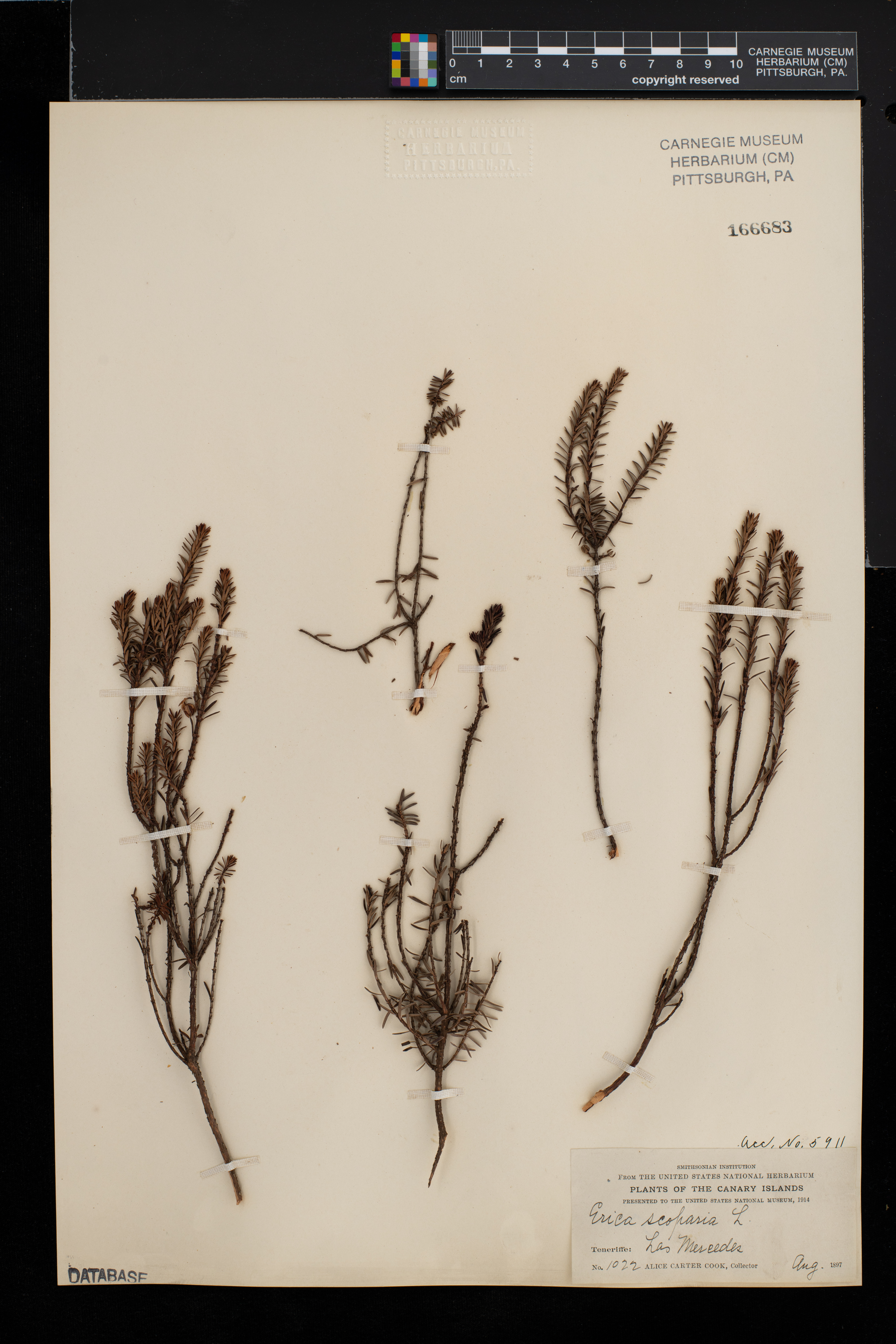 Erica scoparia image