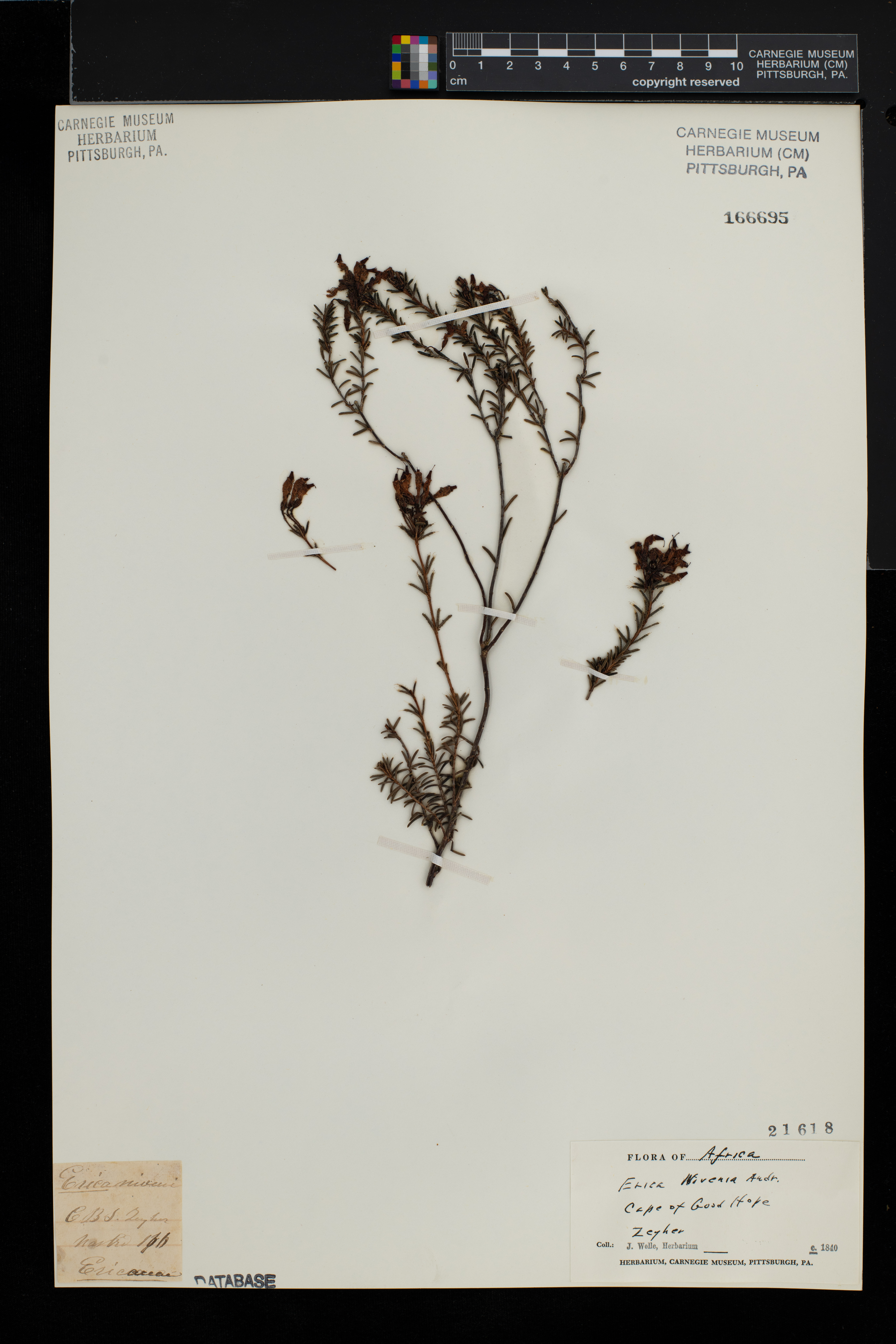Erica embothriifolia image