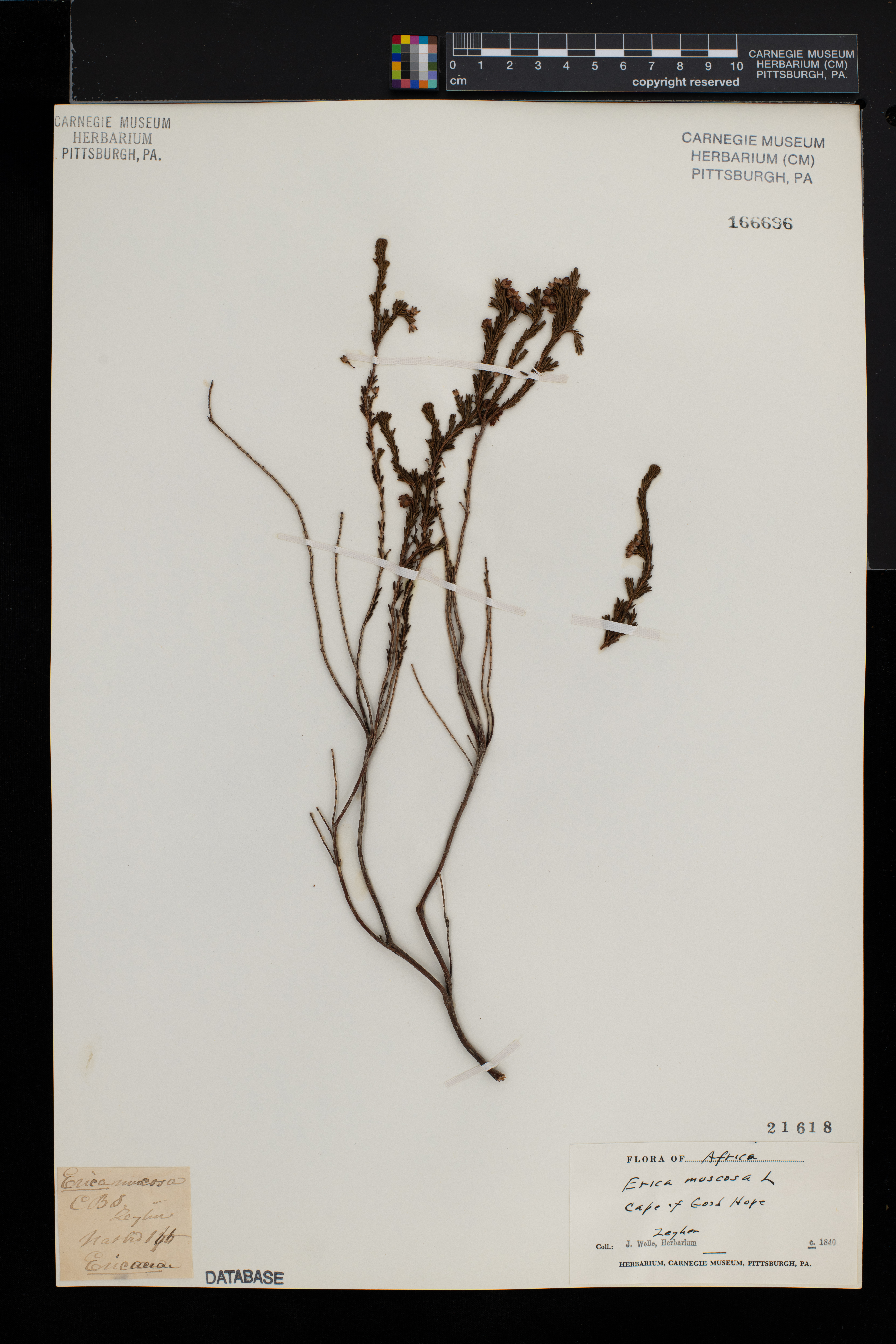 Erica muscosa image