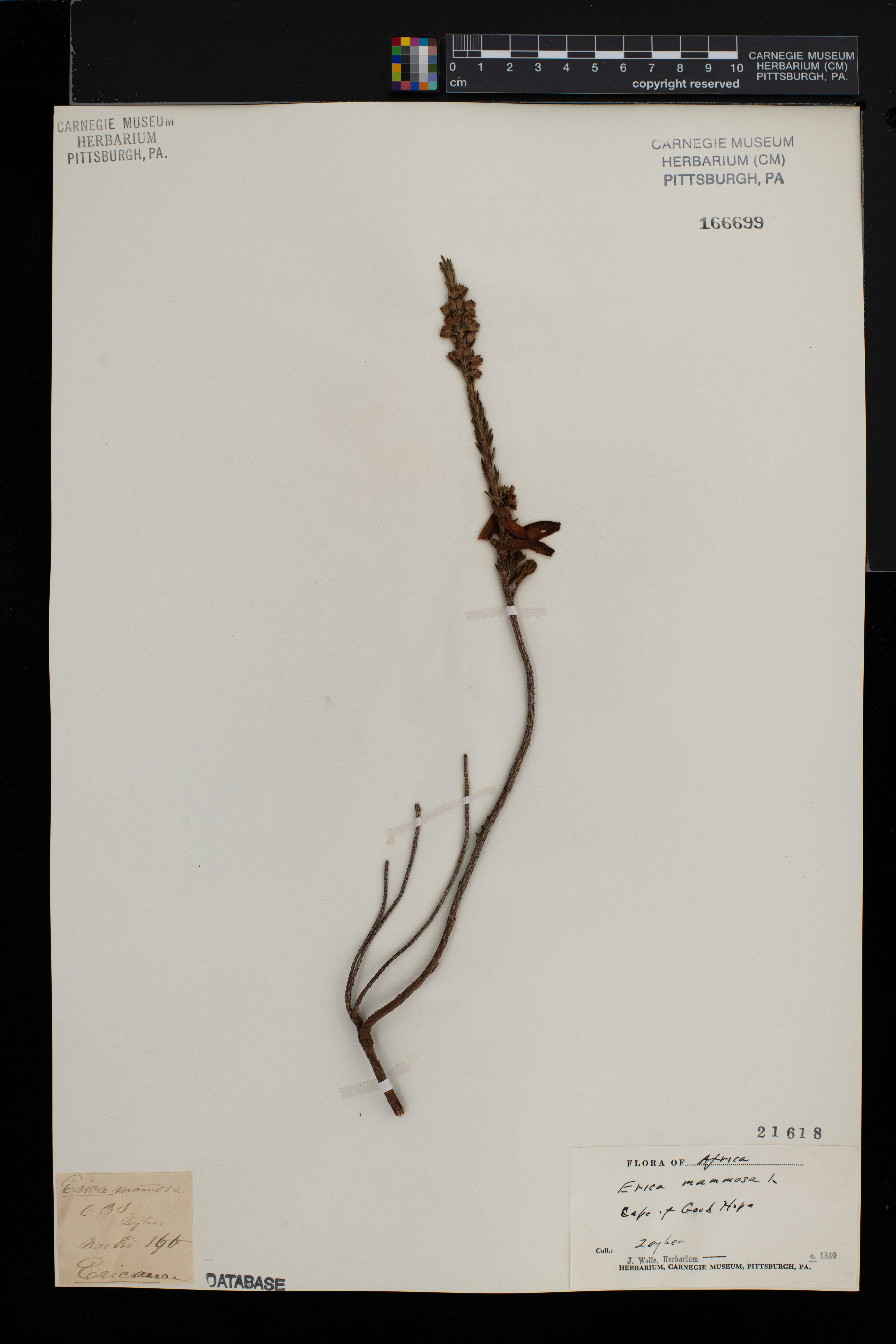 Erica mammosa image