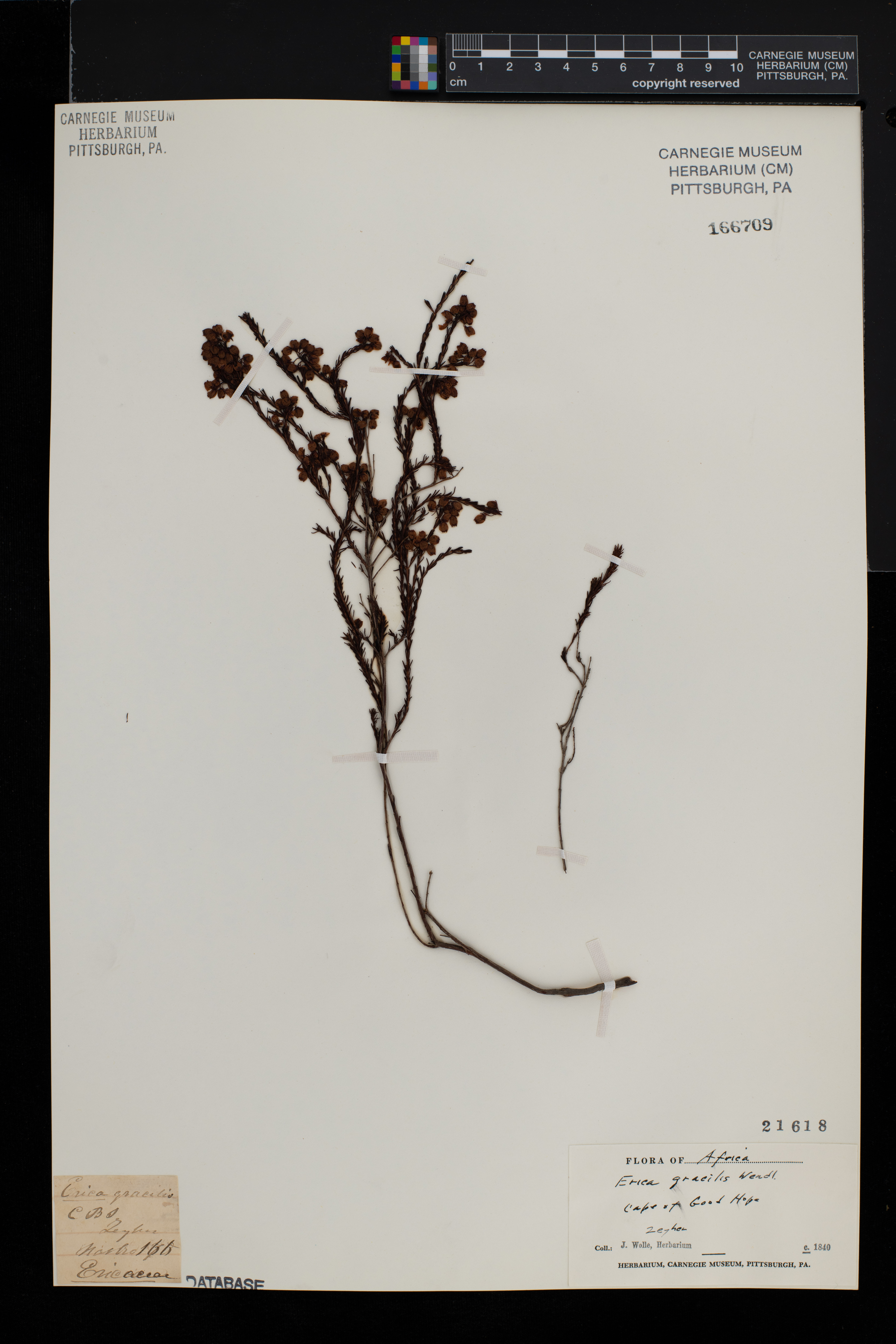 Erica gracilis image