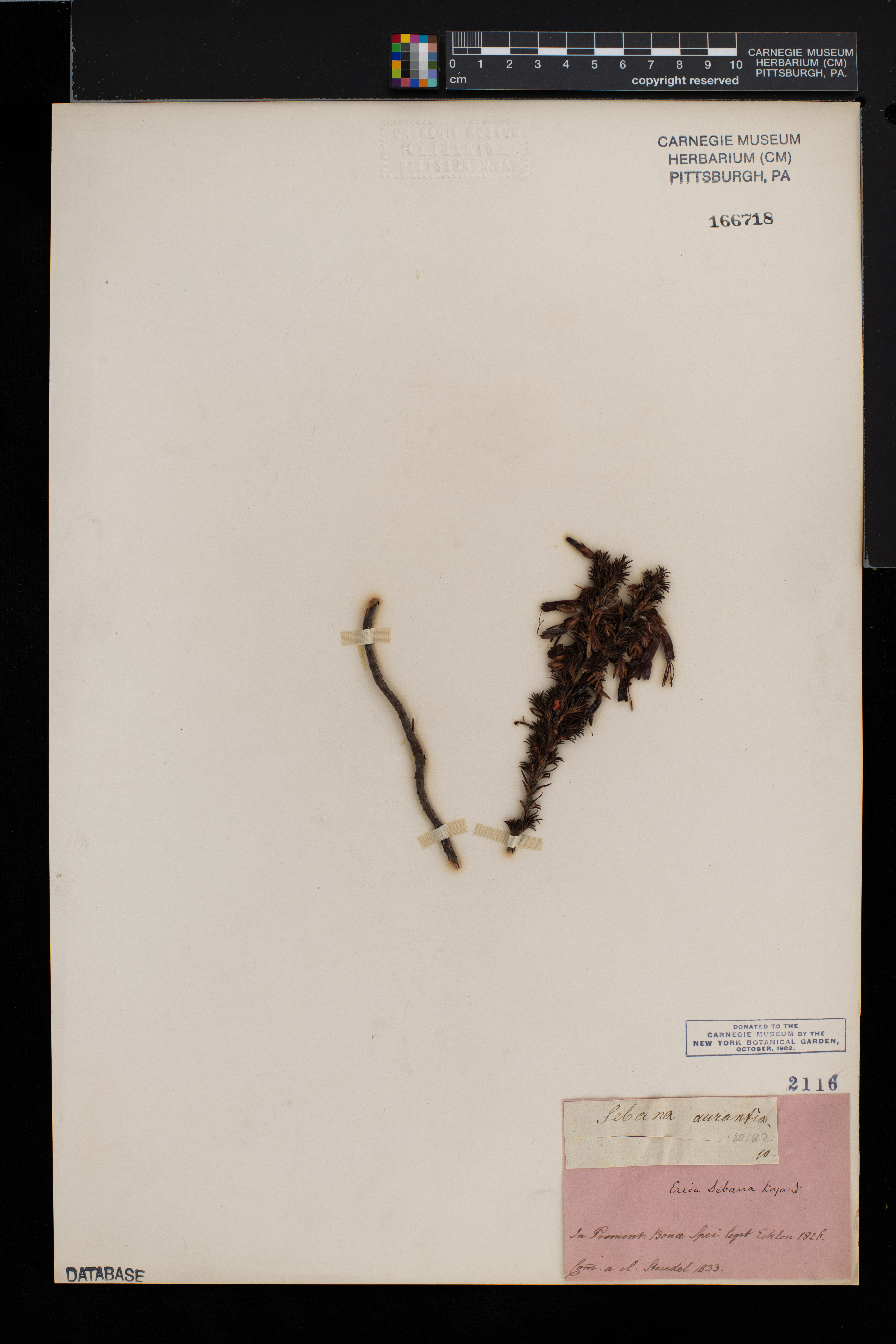 Erica coccinea subsp. coccinea image