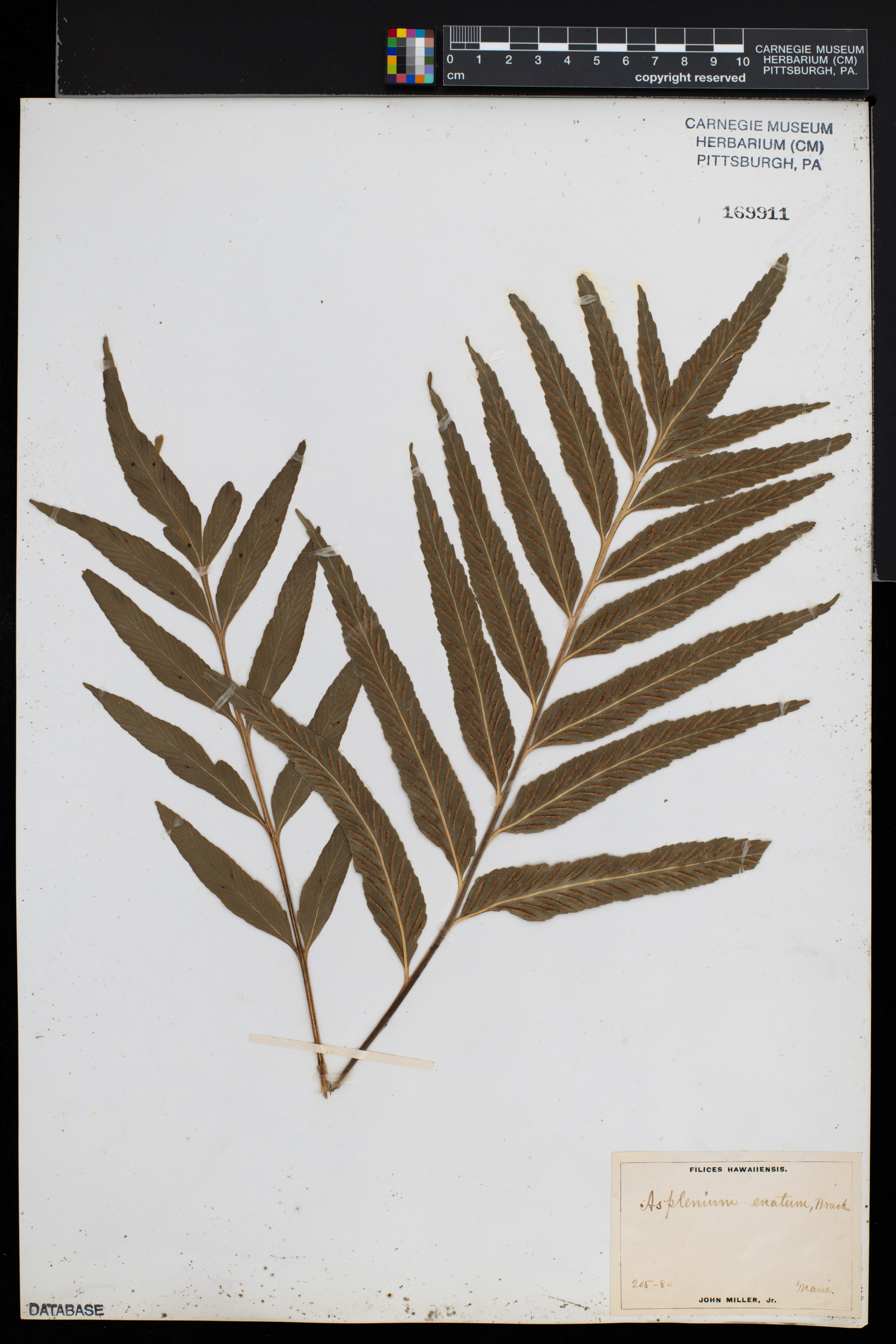Asplenium enatum image