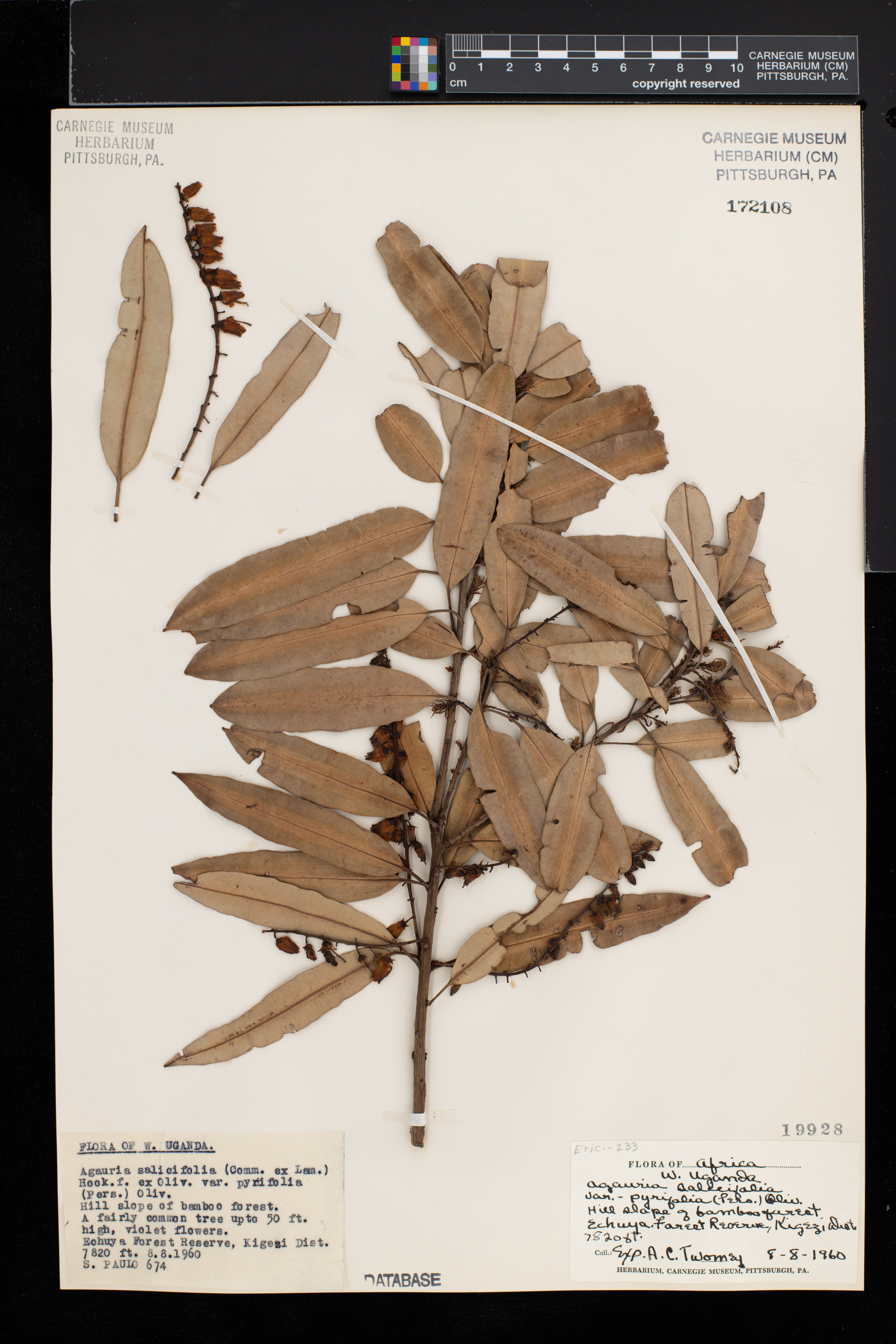 Agarista ×salicifolia image
